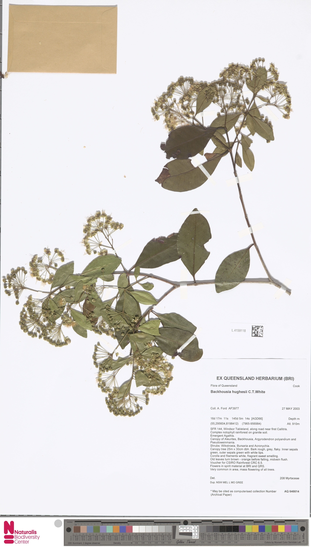 Backhousia hughesii