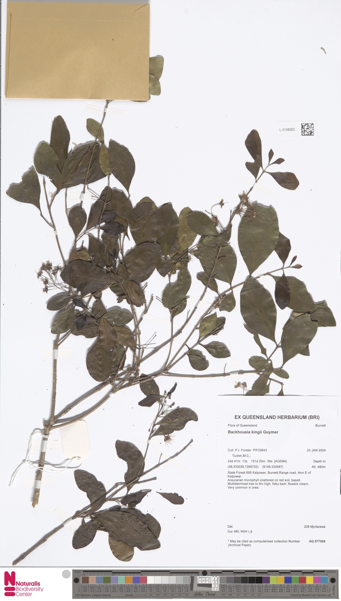 Backhousia kingii