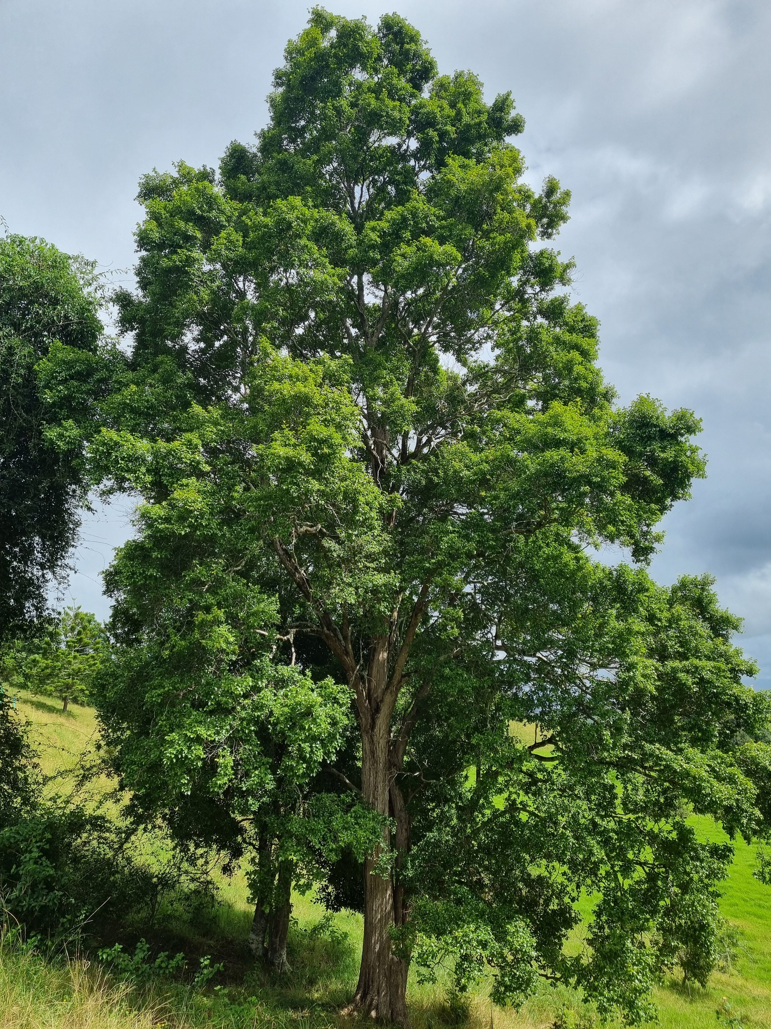 Backhousia sciadophora