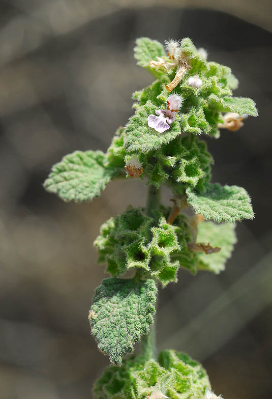 Ballota philistaea