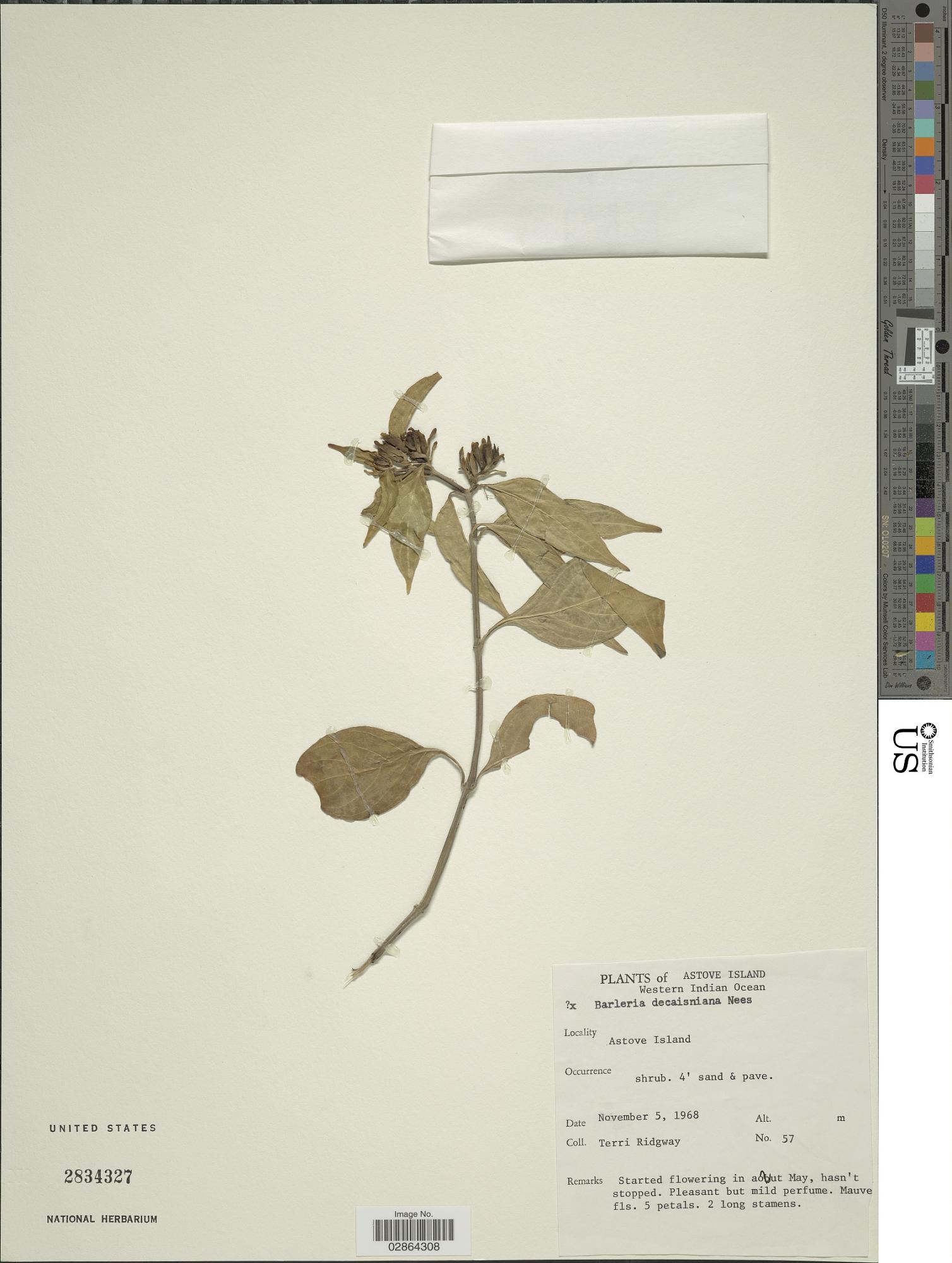 Barleria decaisneana