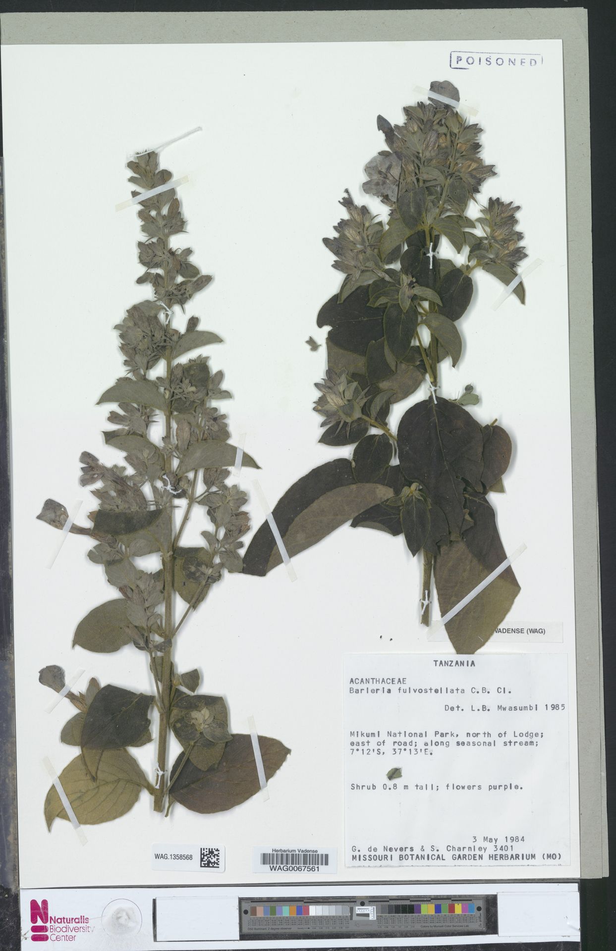 Barleria fulvostellata