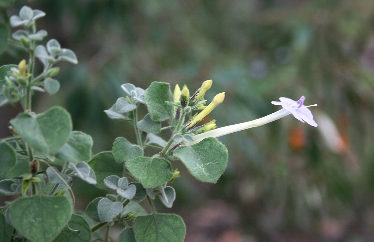 Barleria heterotricha