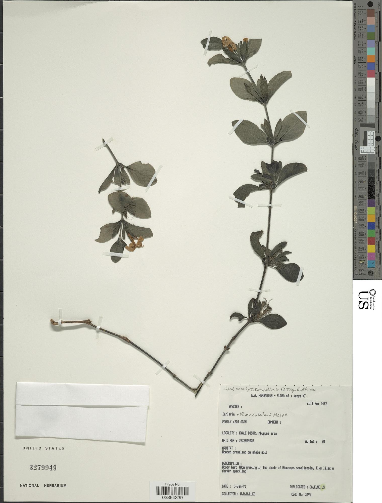 Barleria maculata