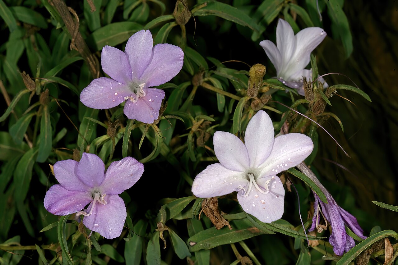 Barleria pretoriensis