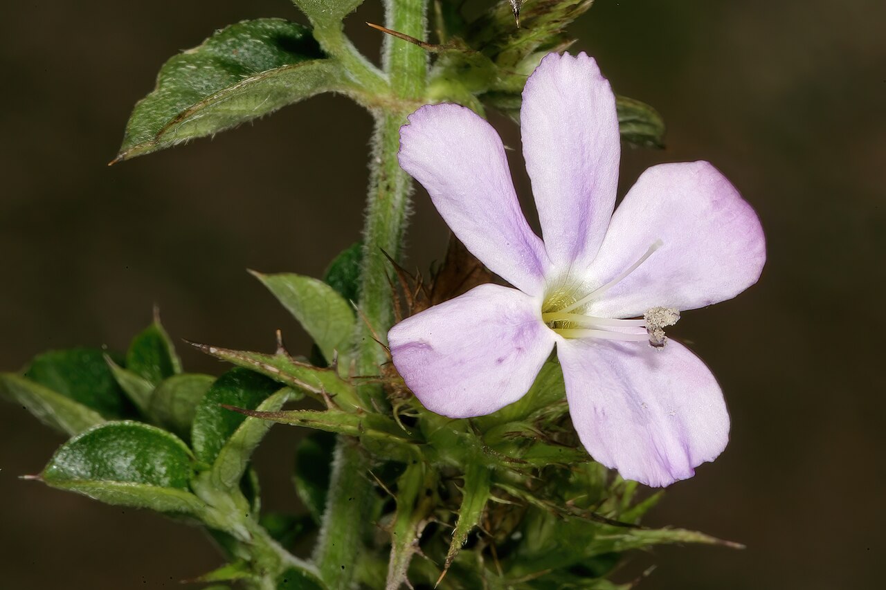 Barleria saxatilis