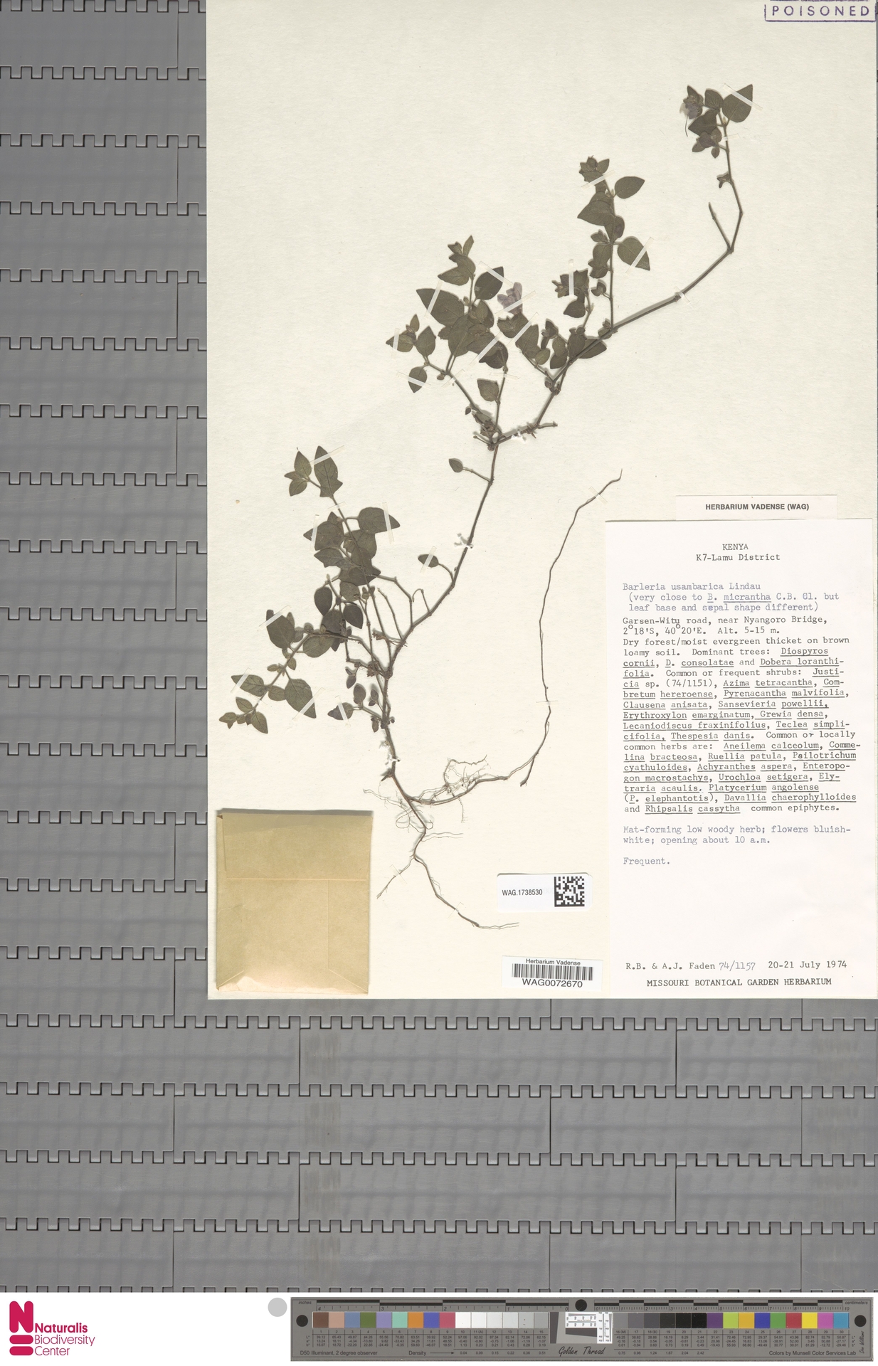 Barleria usambarica