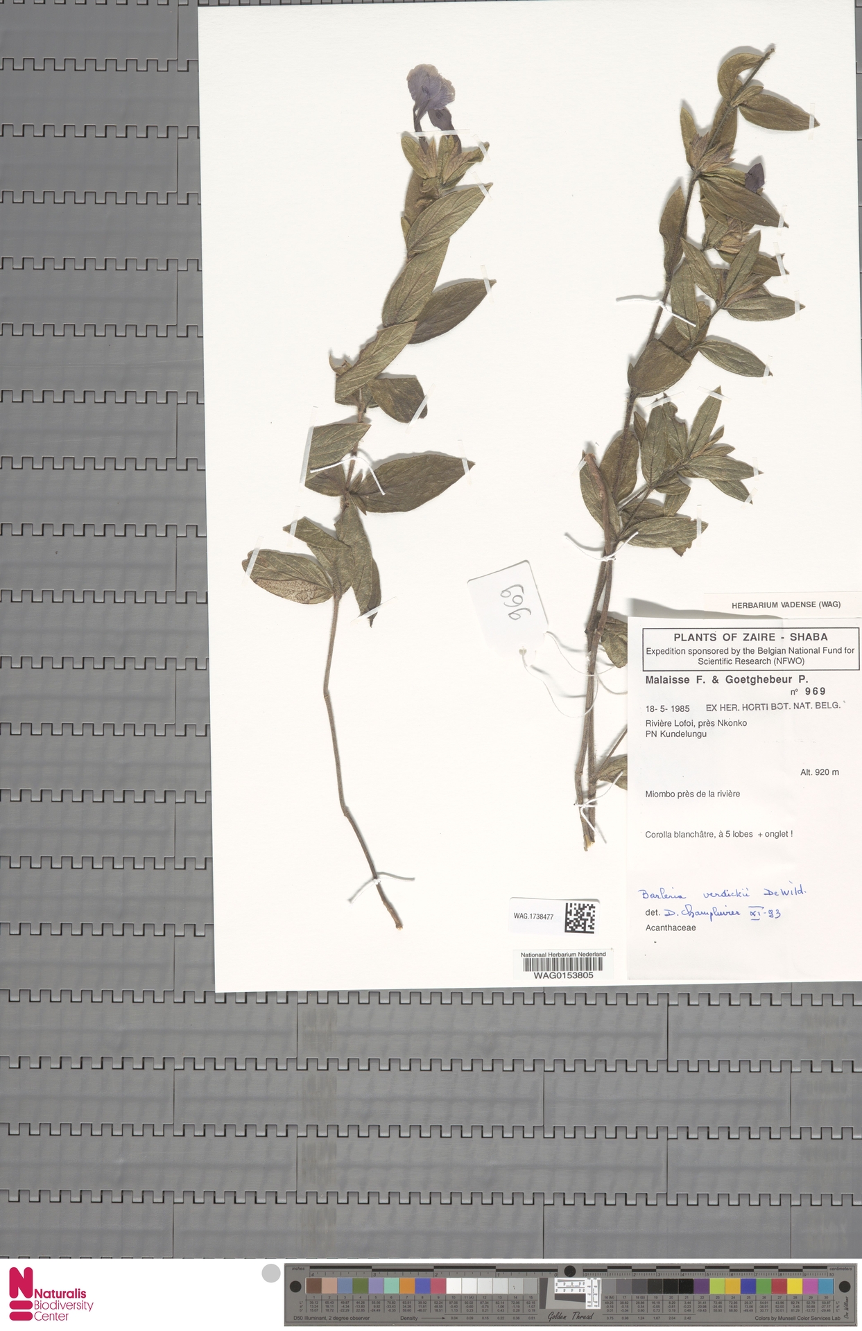 Barleria verdickii