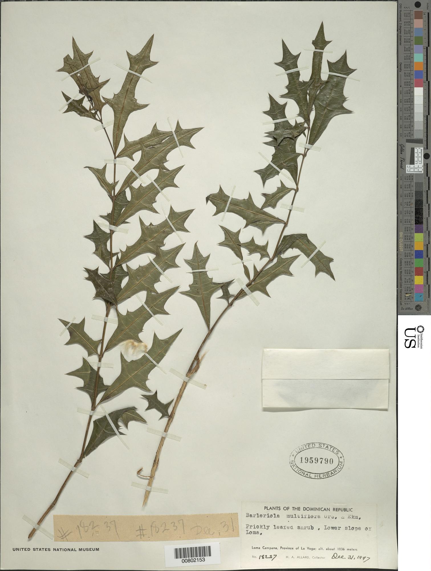 Barleriola multiflora