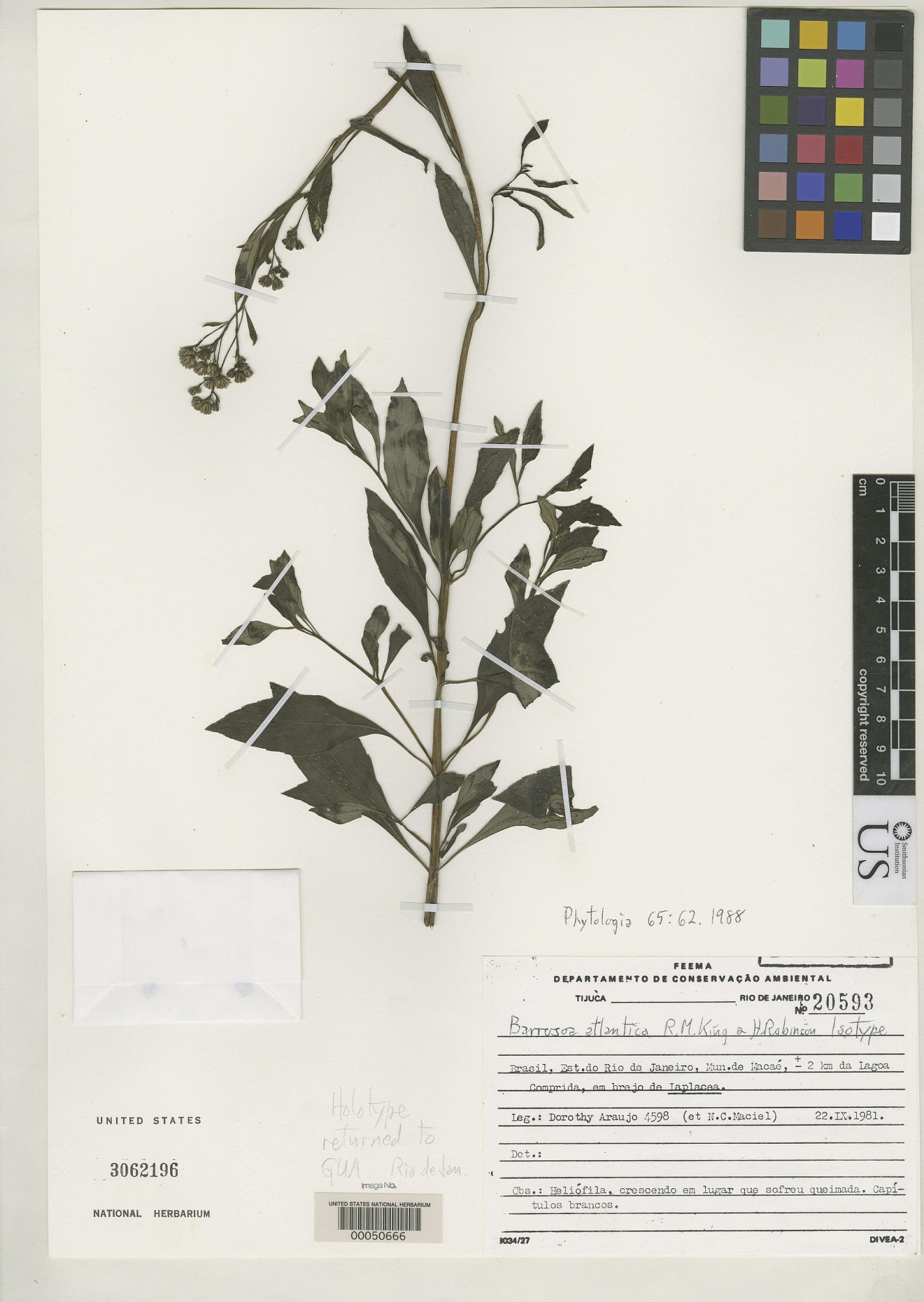Barrosoa atlantica