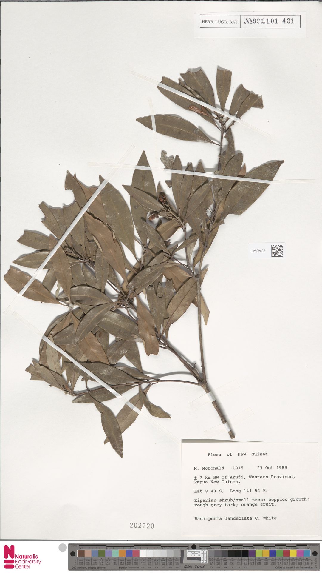 Basisperma lanceolata