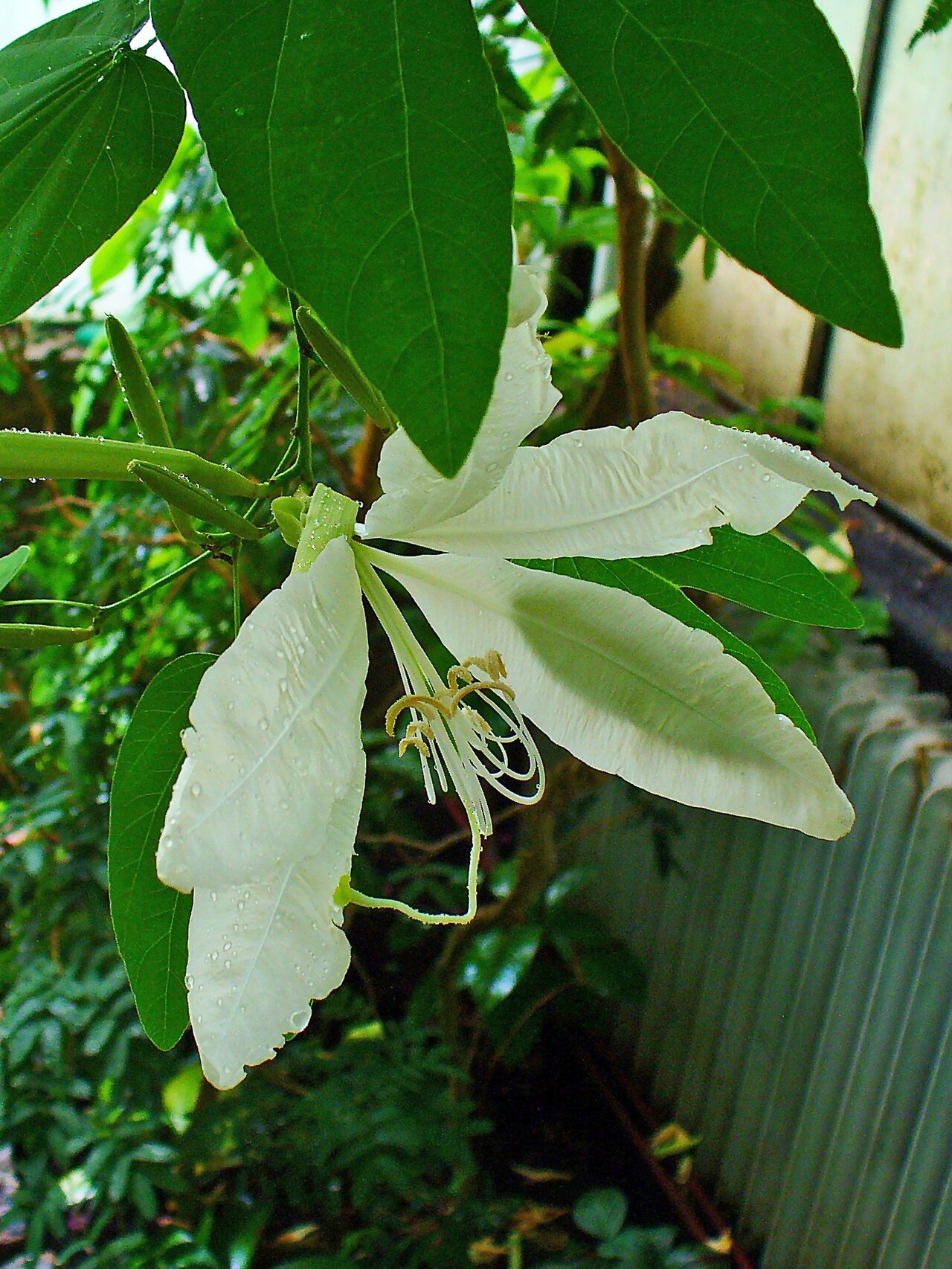 Bauhinia aculeata