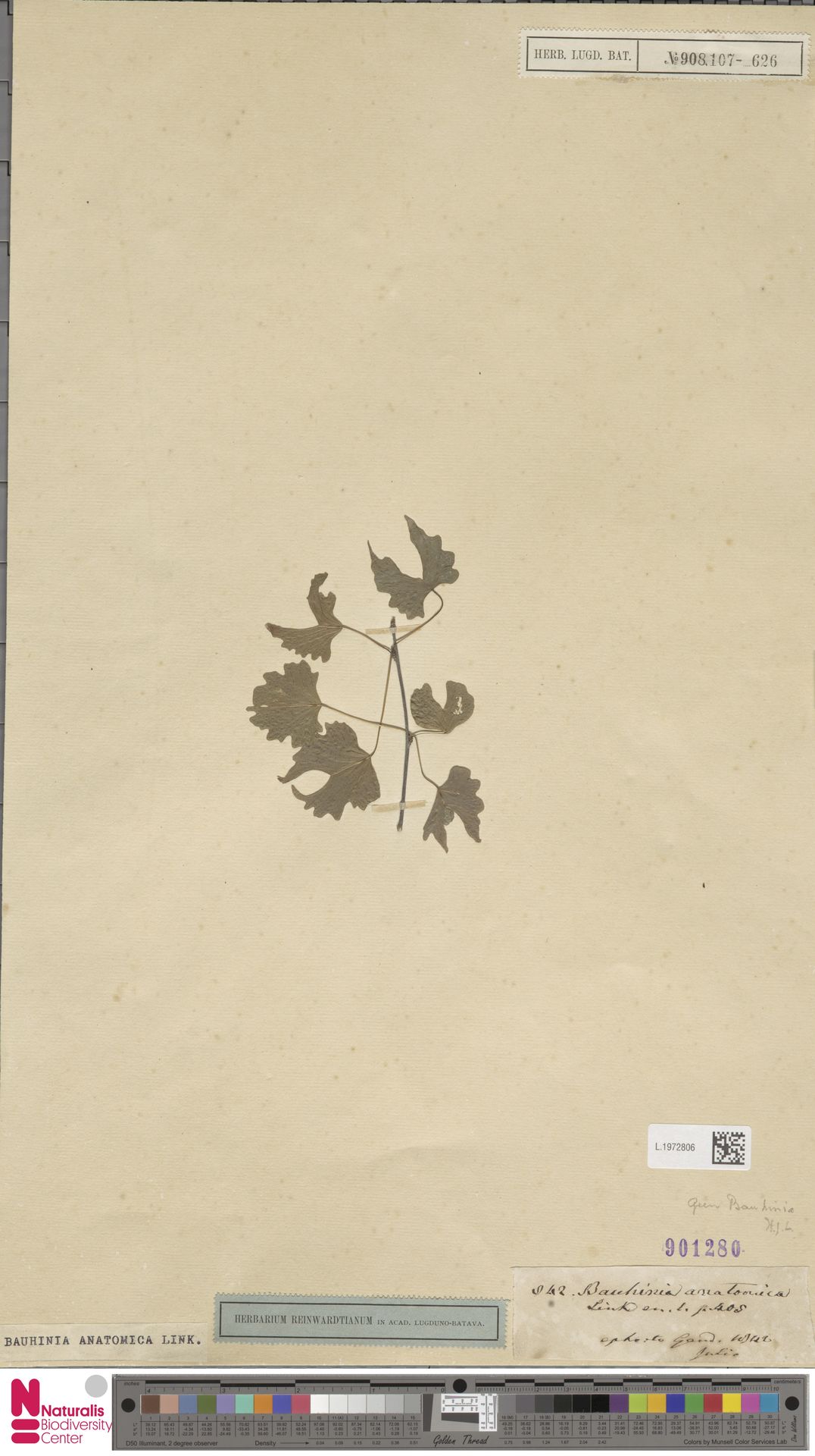 Bauhinia anatomica