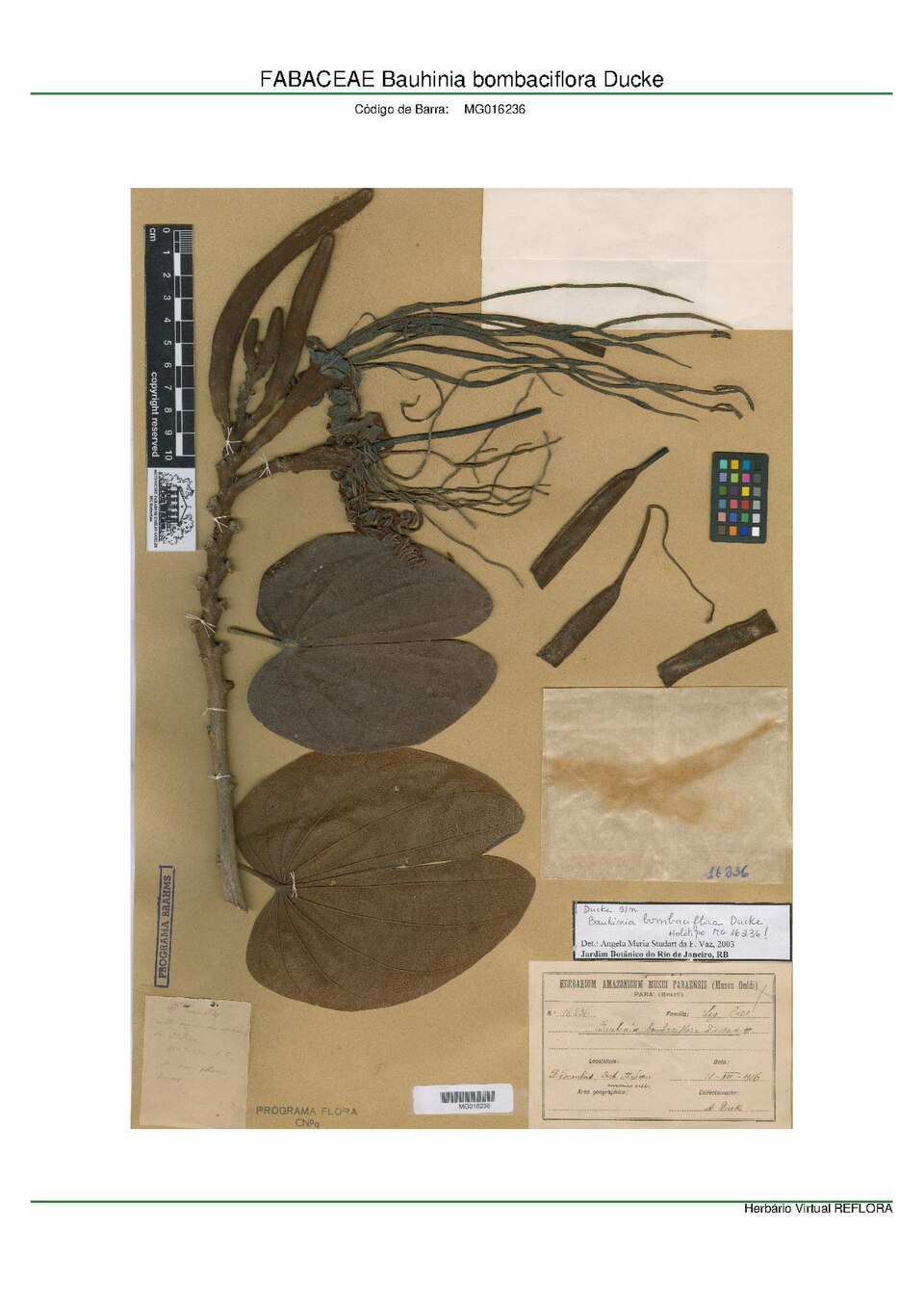 Bauhinia bombaciflora