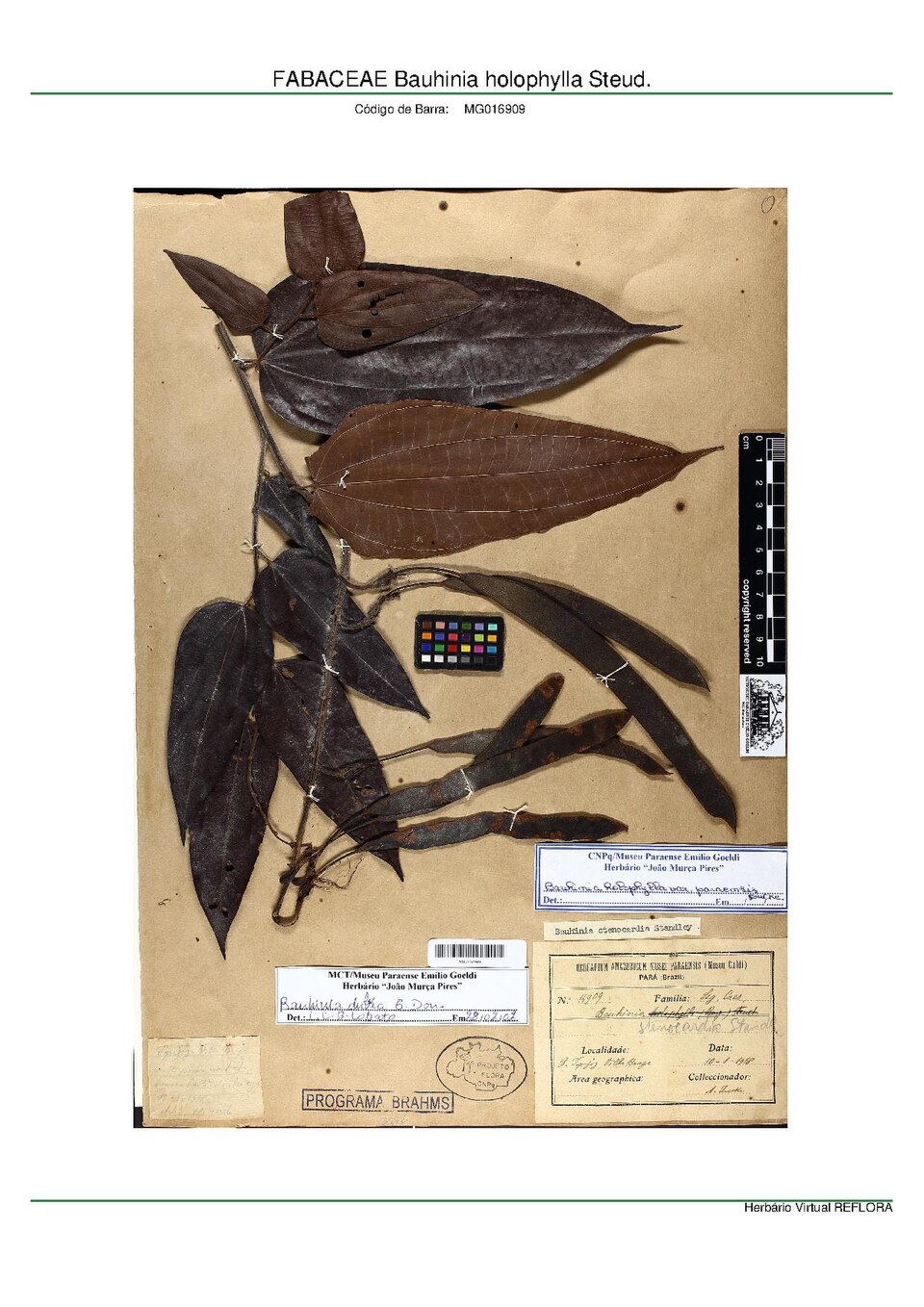 Bauhinia holophylla