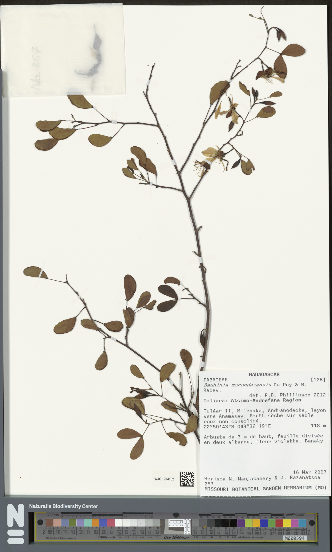 Bauhinia morondavensis