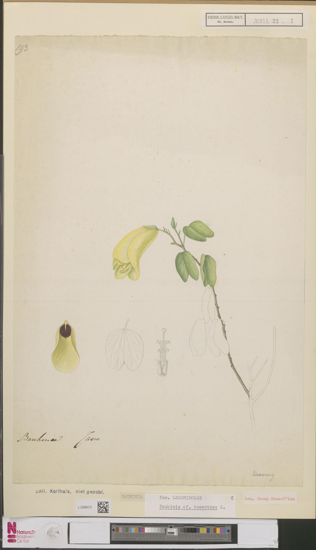 Bauhinia pauletia
