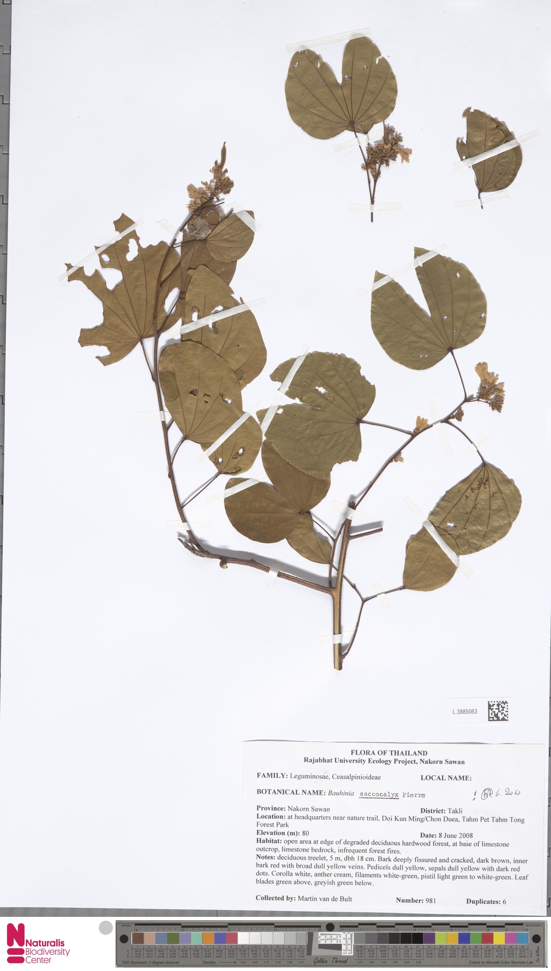 Bauhinia saccocalyx