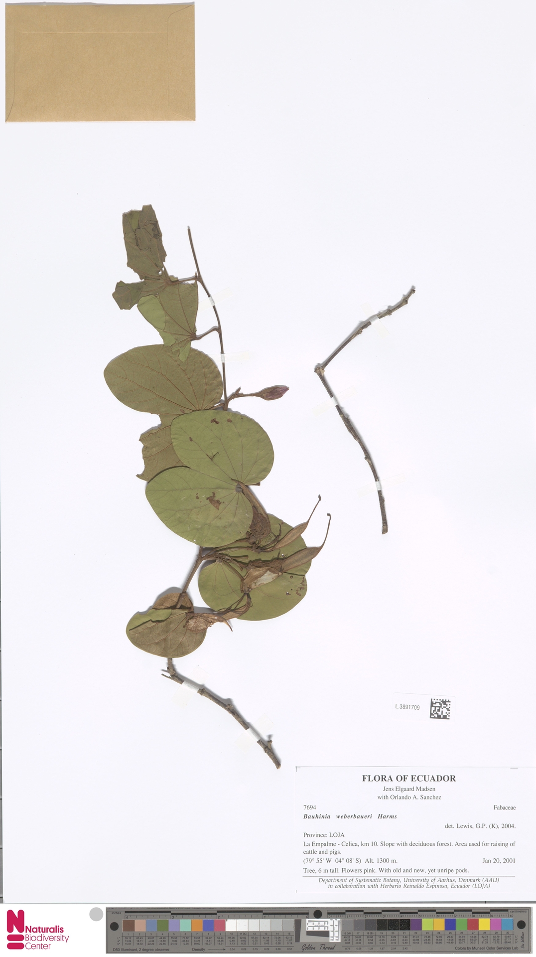 Bauhinia weberbaueri