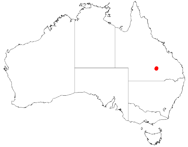 Bertya calycina