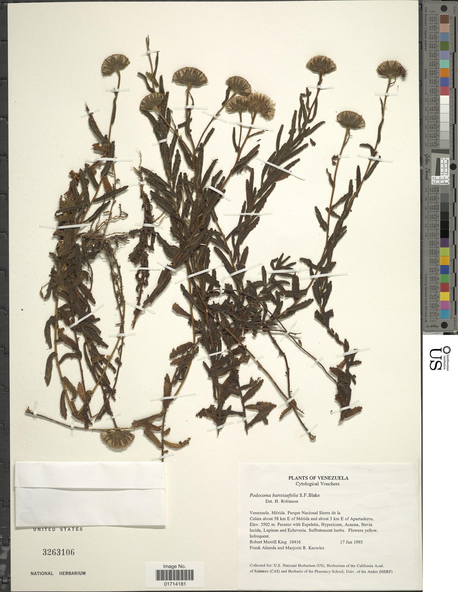 Blakiella bartsiifolia