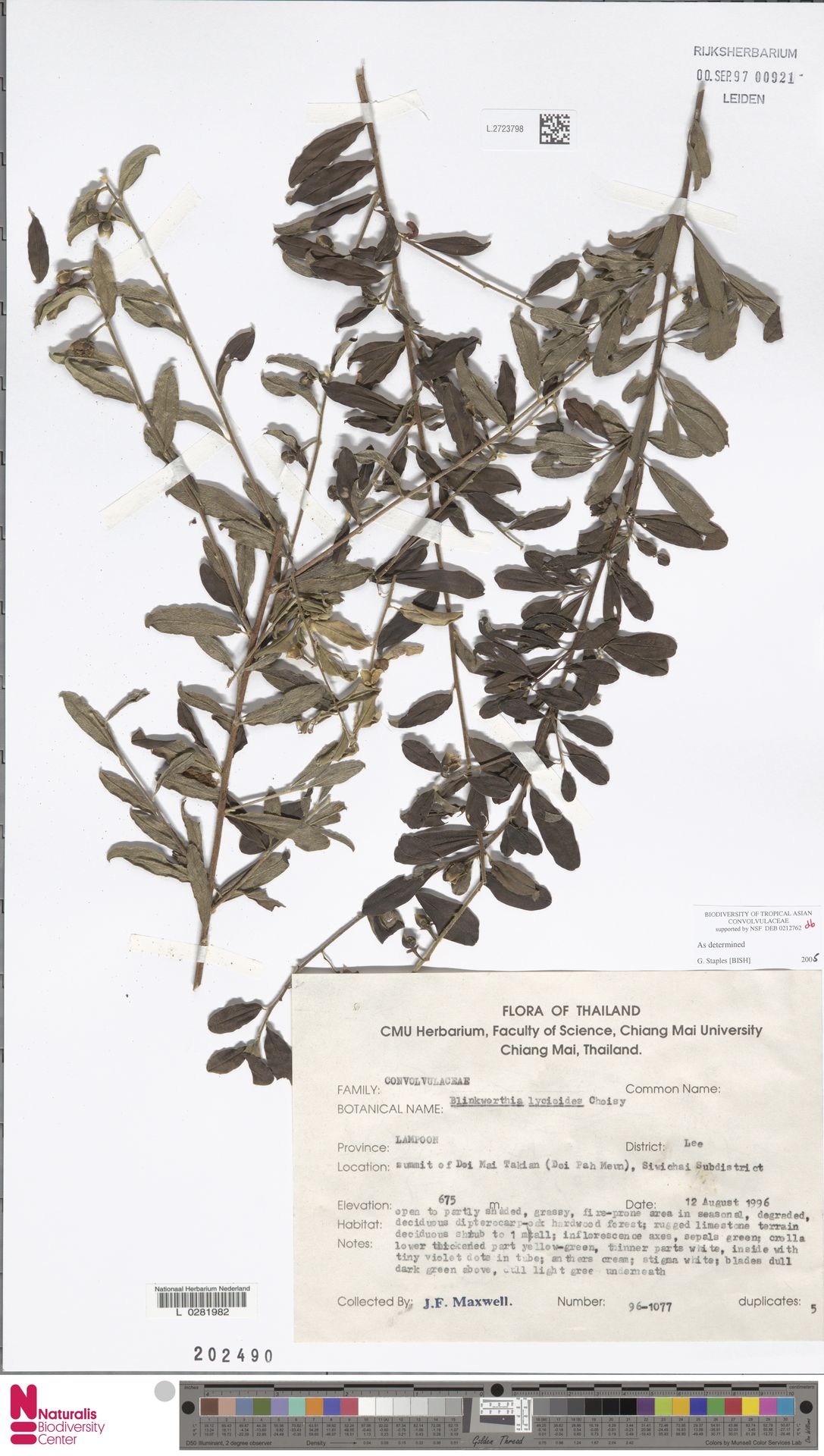 Blinkworthia lycioides