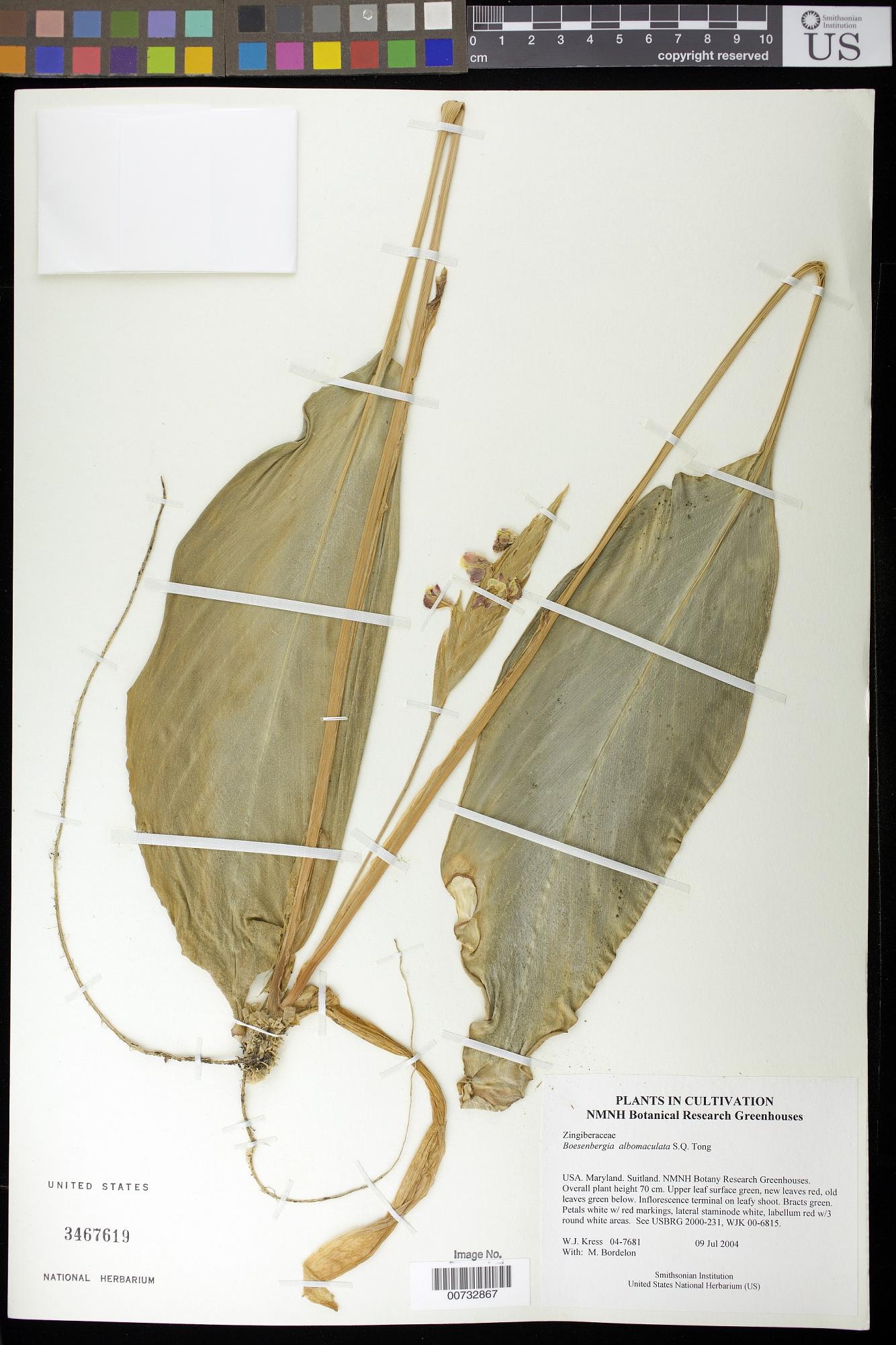 Boesenbergia albomaculata