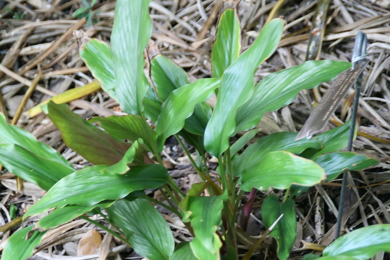 Boesenbergia basispicata