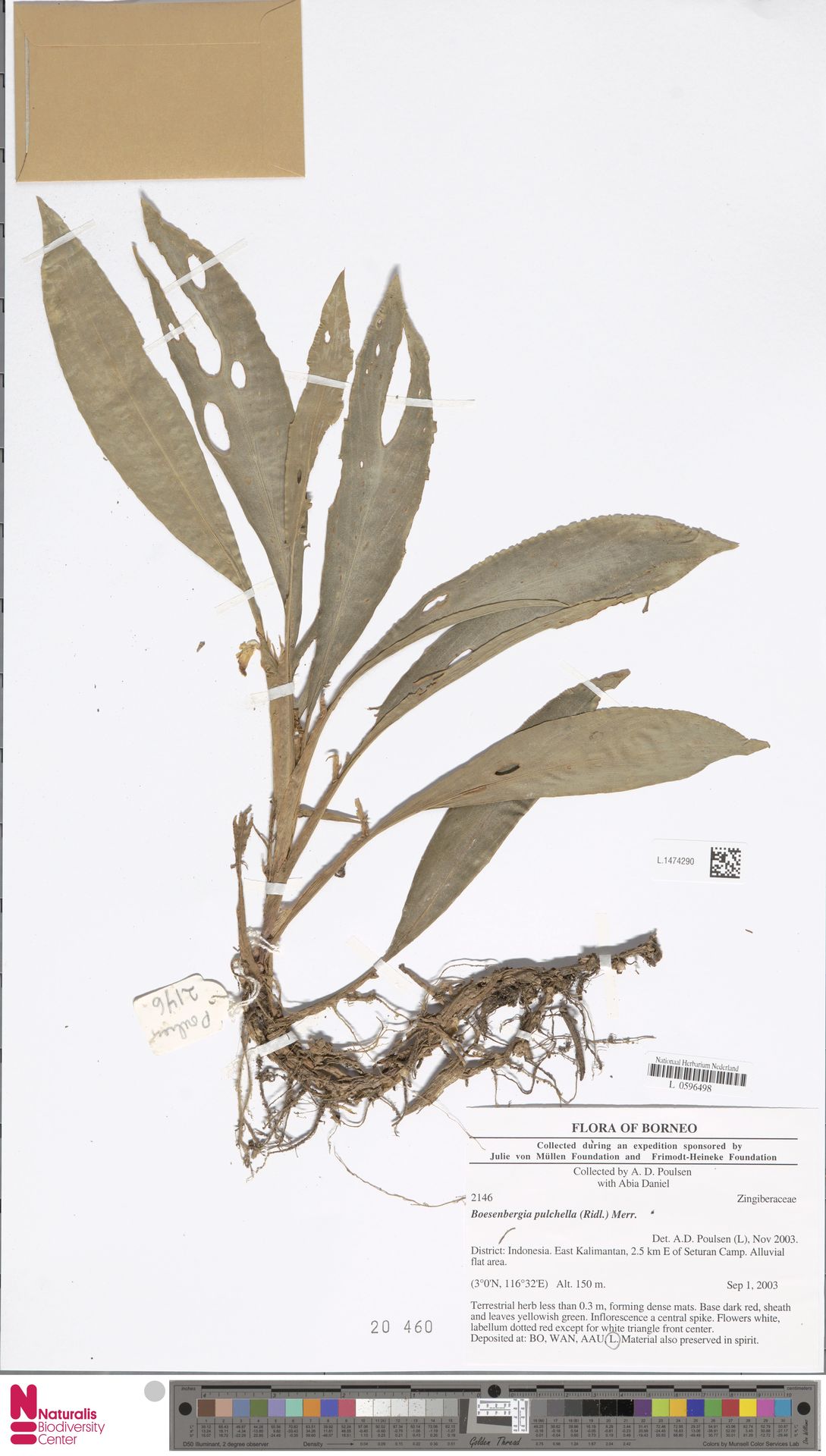 Boesenbergia pulchella