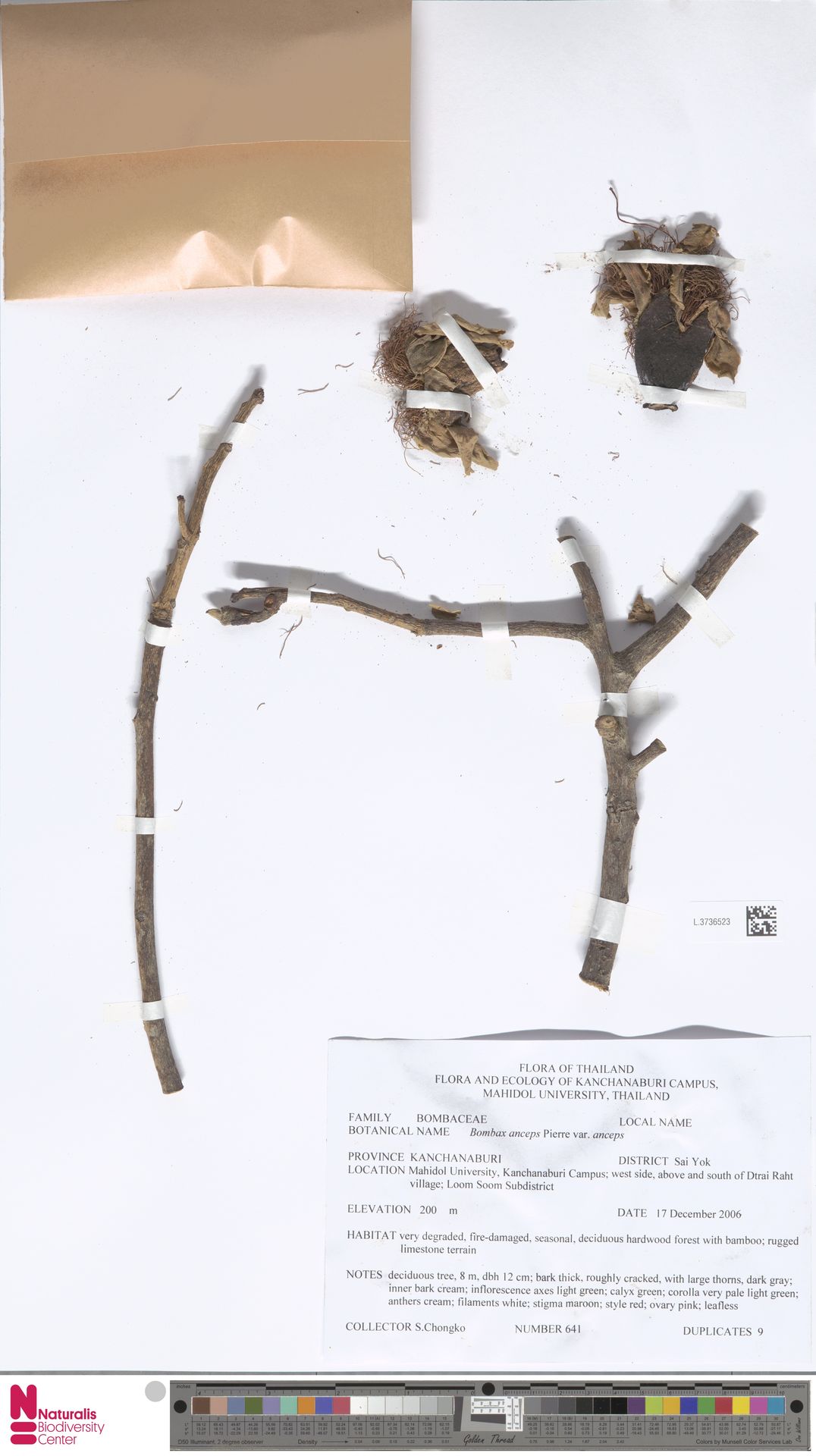 Bombax anceps
