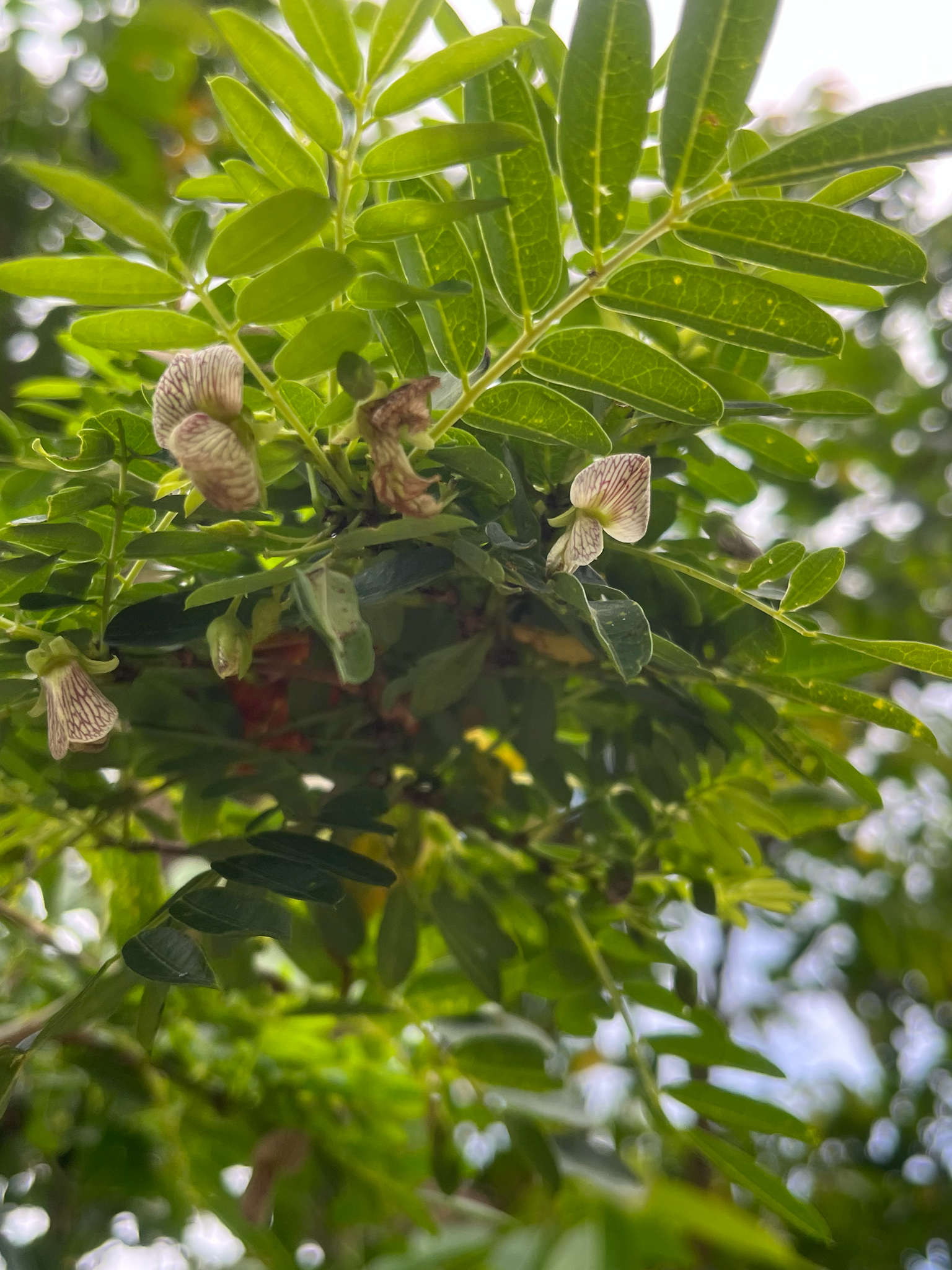 Bồn bồn