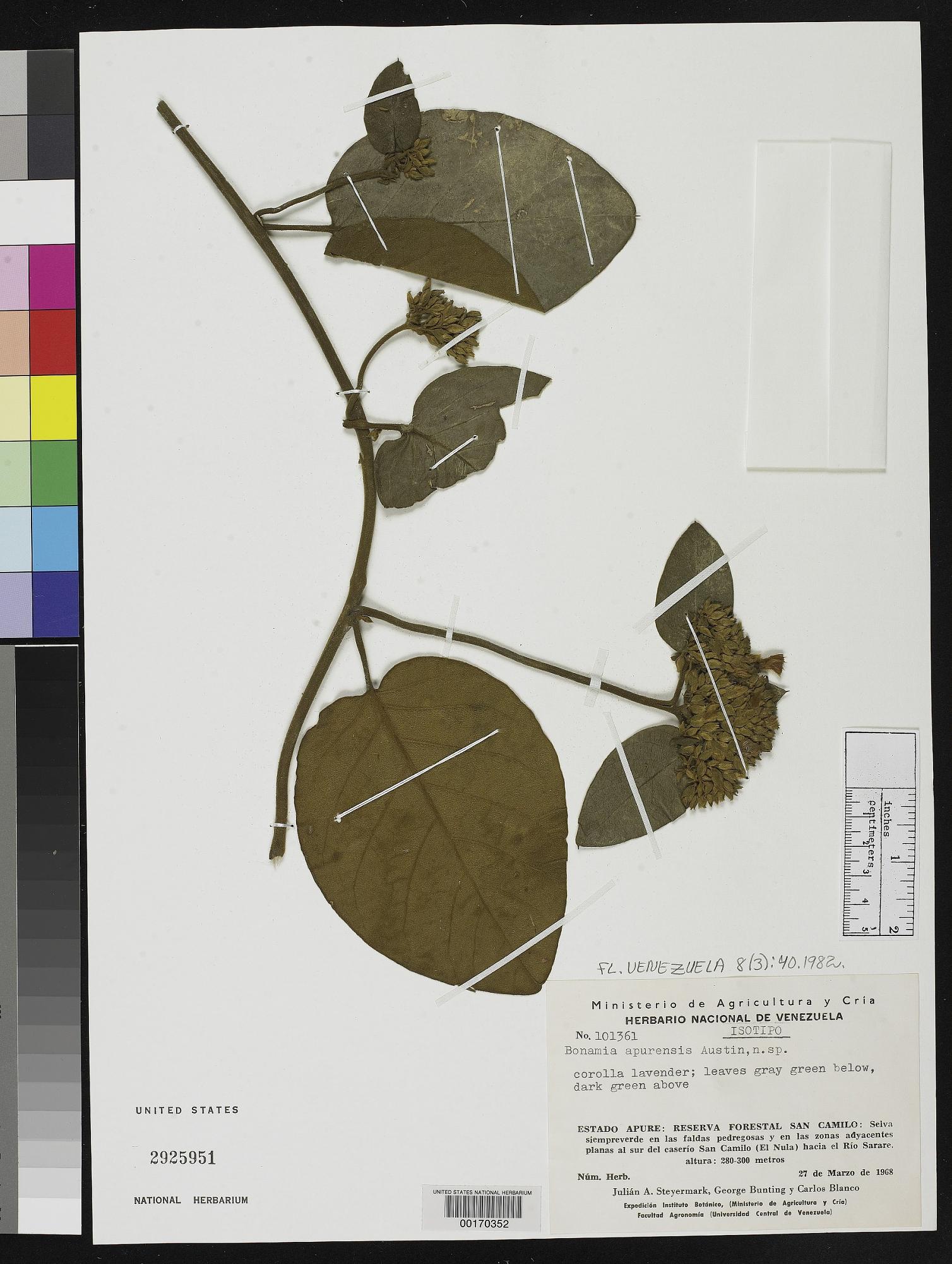 Bonamia apurensis