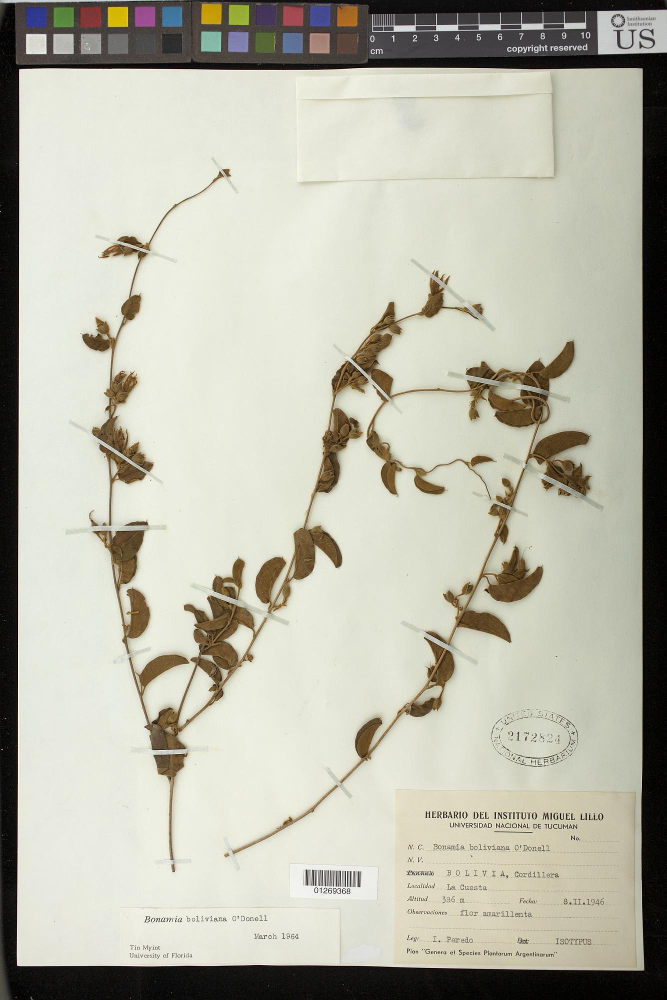 Bonamia boliviana