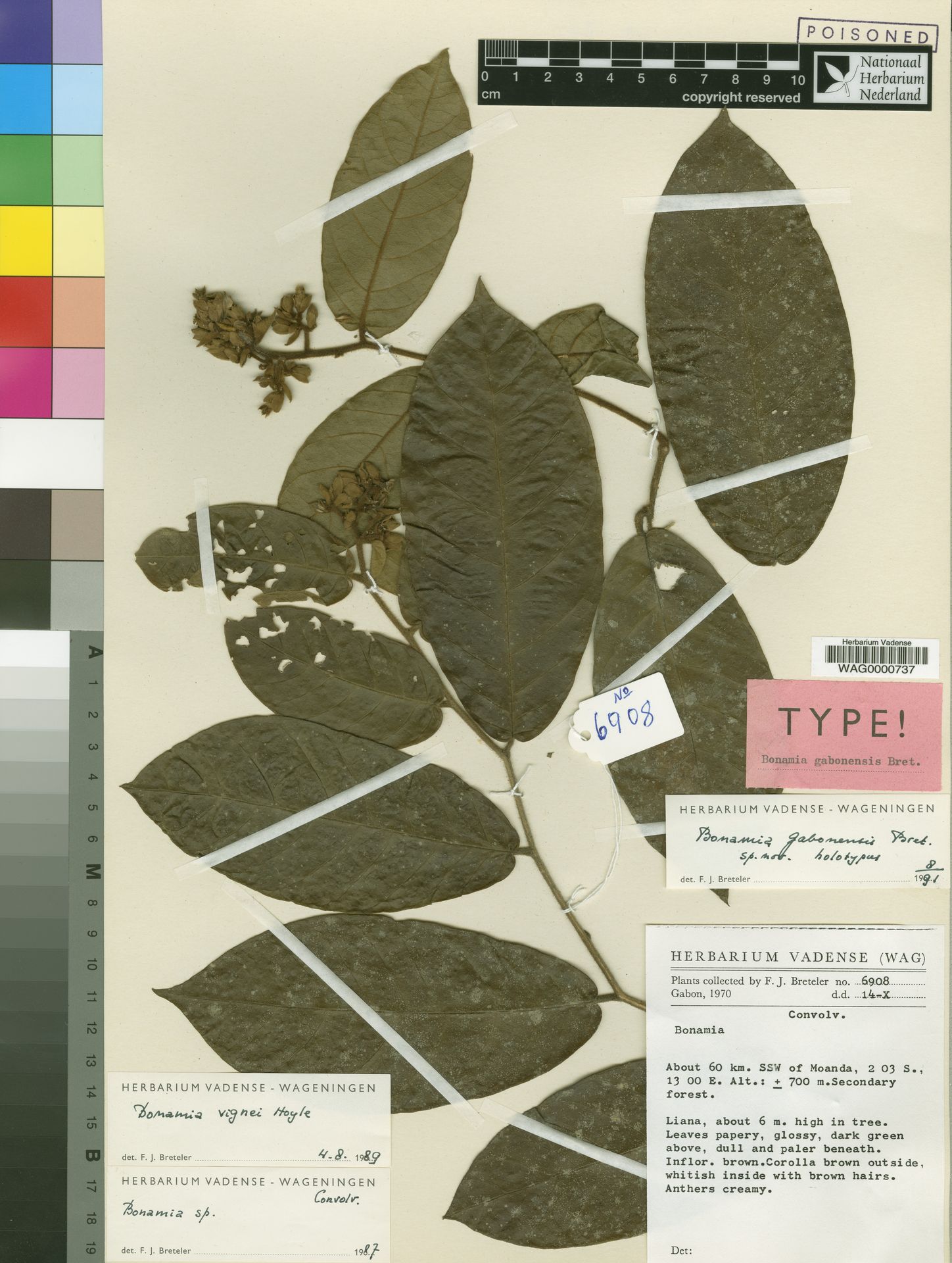 Bonamia gabonensis