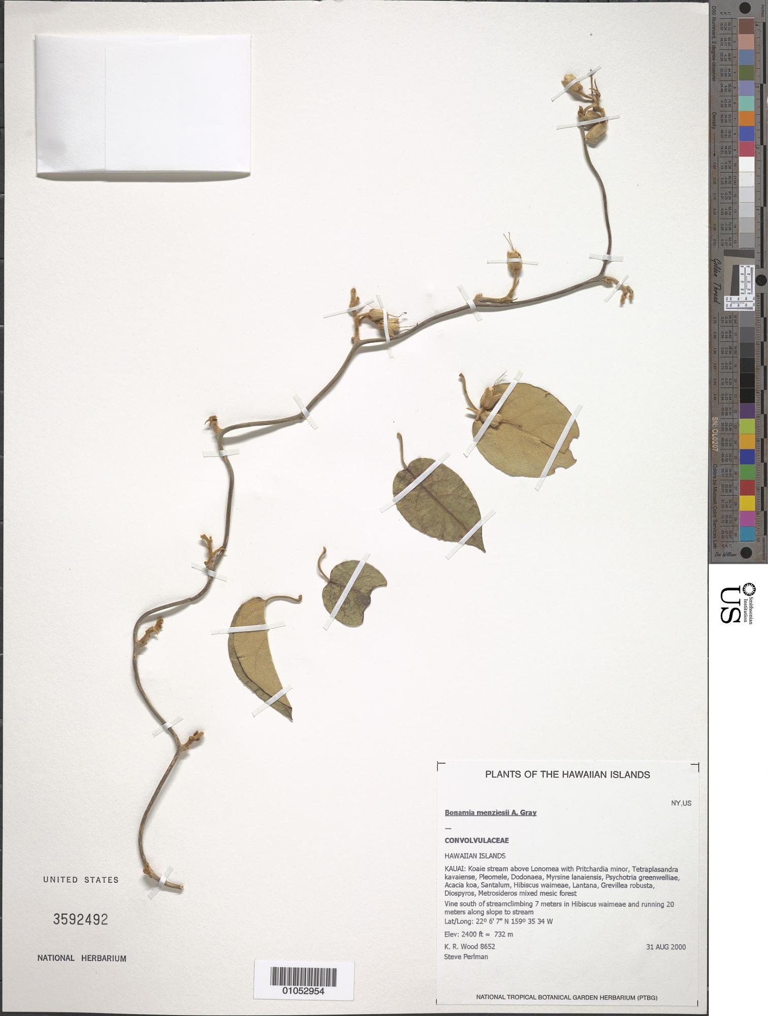 Bonamia menziesii