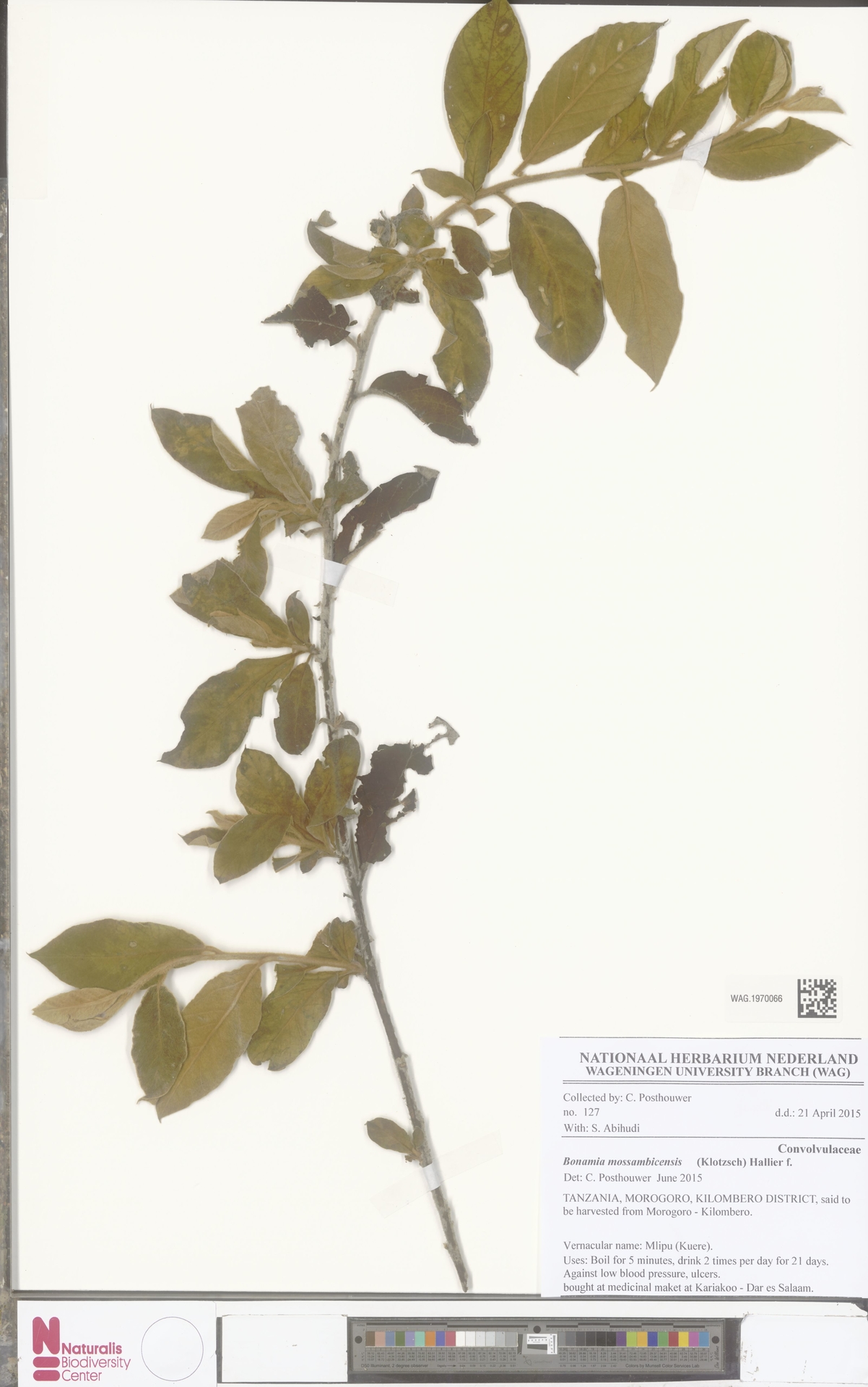 Bonamia mossambicensis