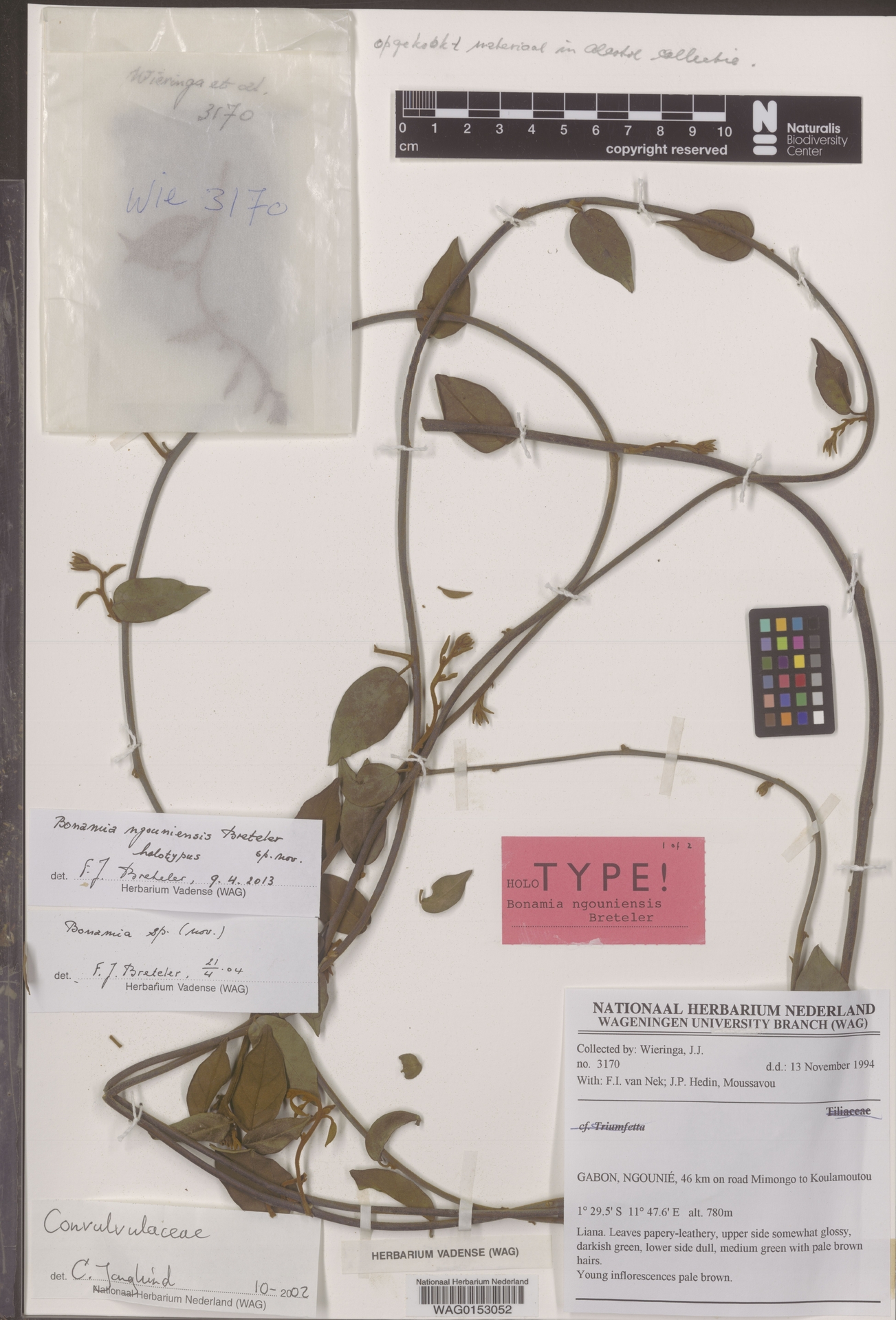 Bonamia ngouniensis
