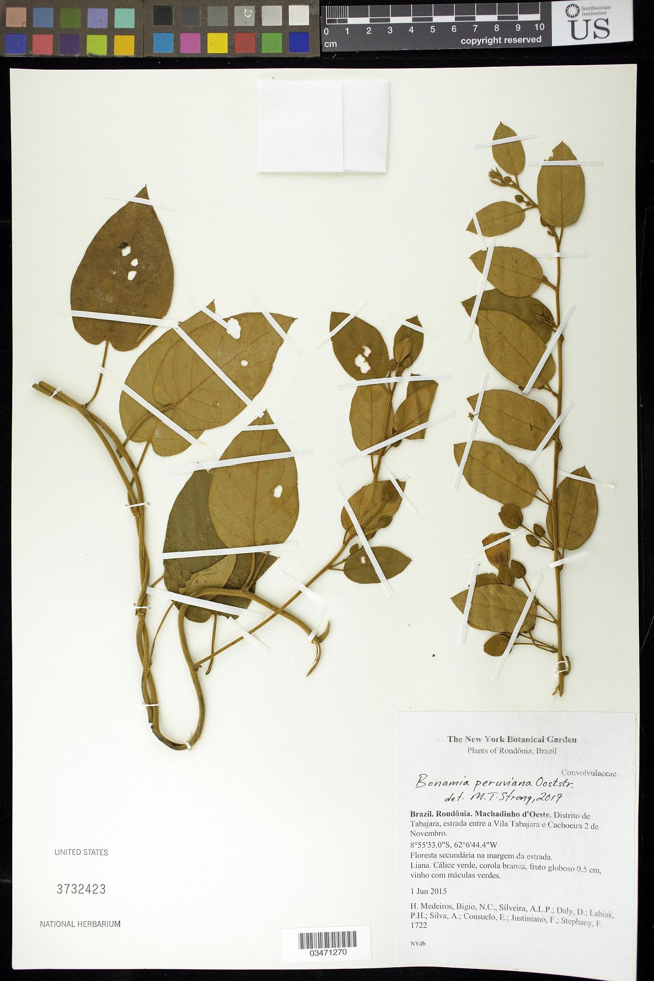 Bonamia peruviana