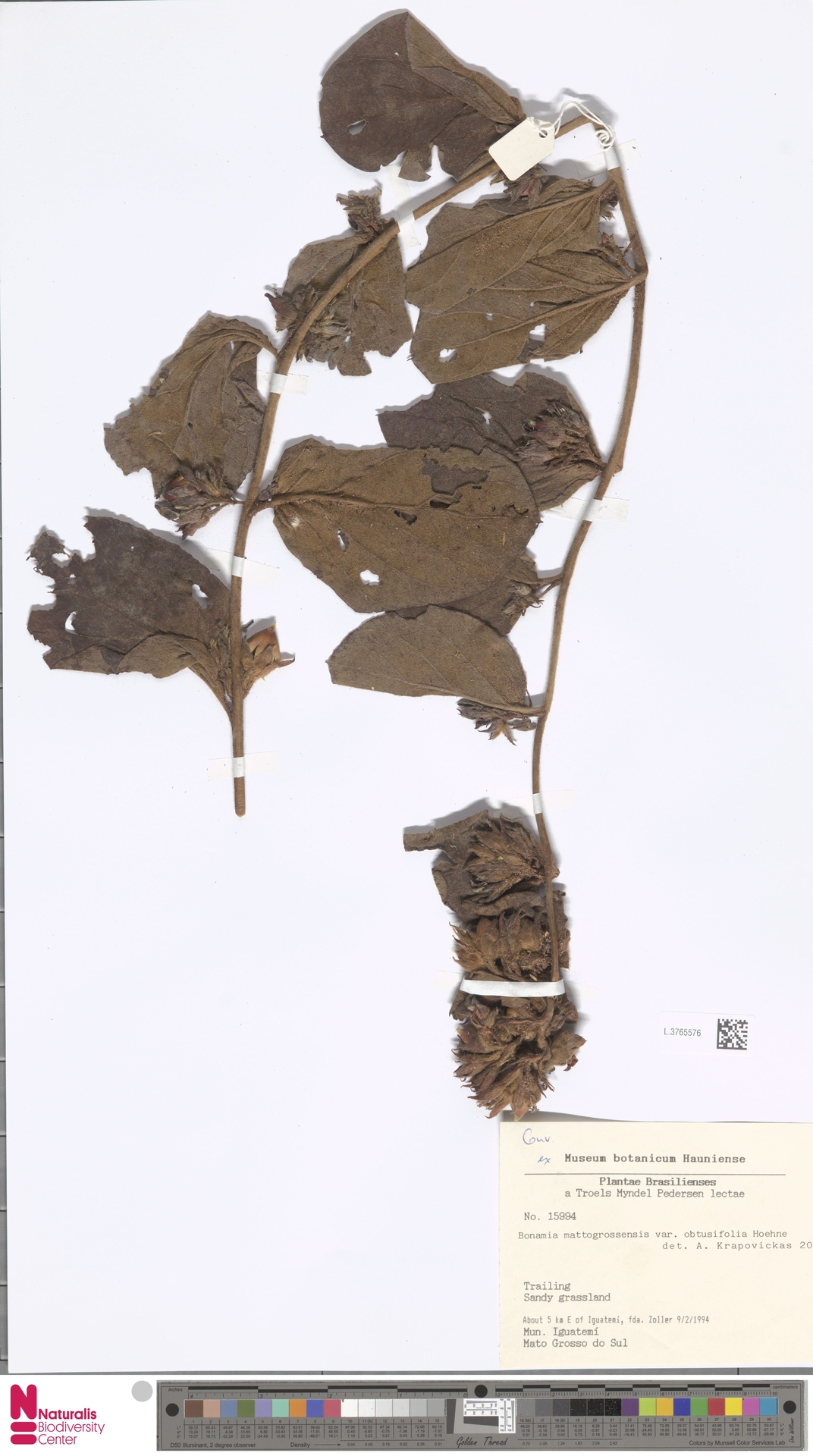 Bonamia subsessilis