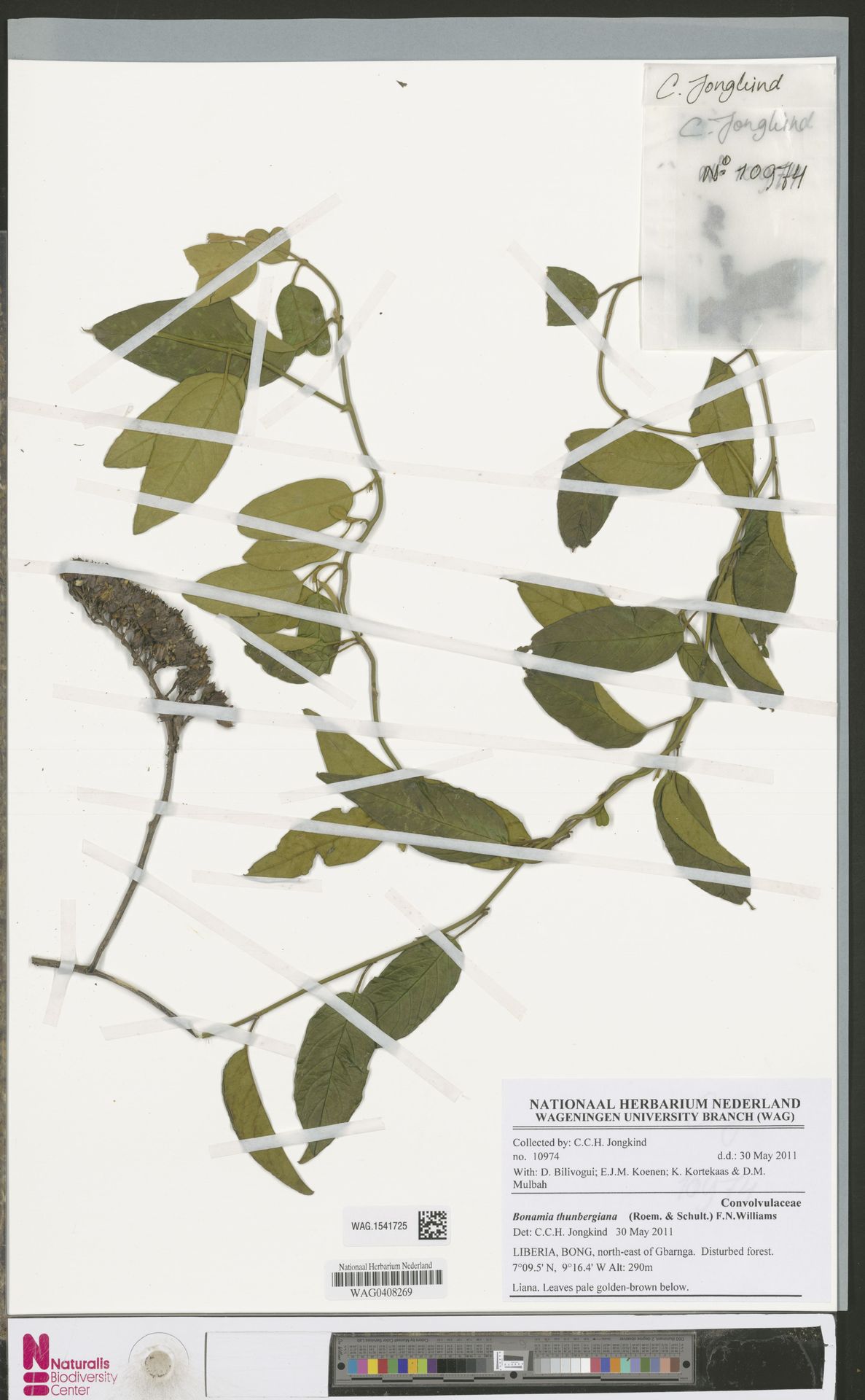 Bonamia thunbergiana