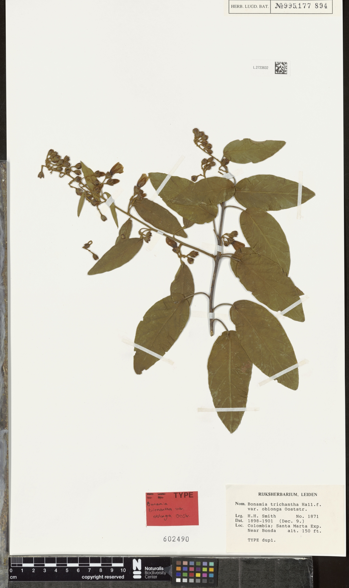 Bonamia trichantha