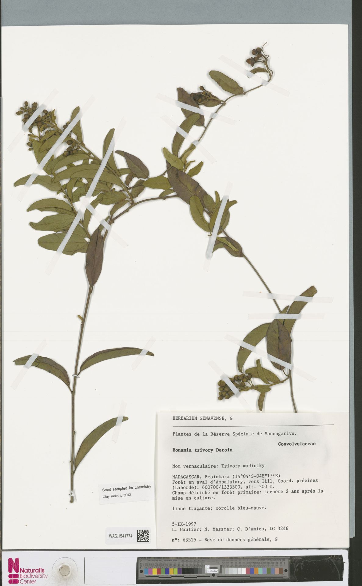Bonamia tsivory