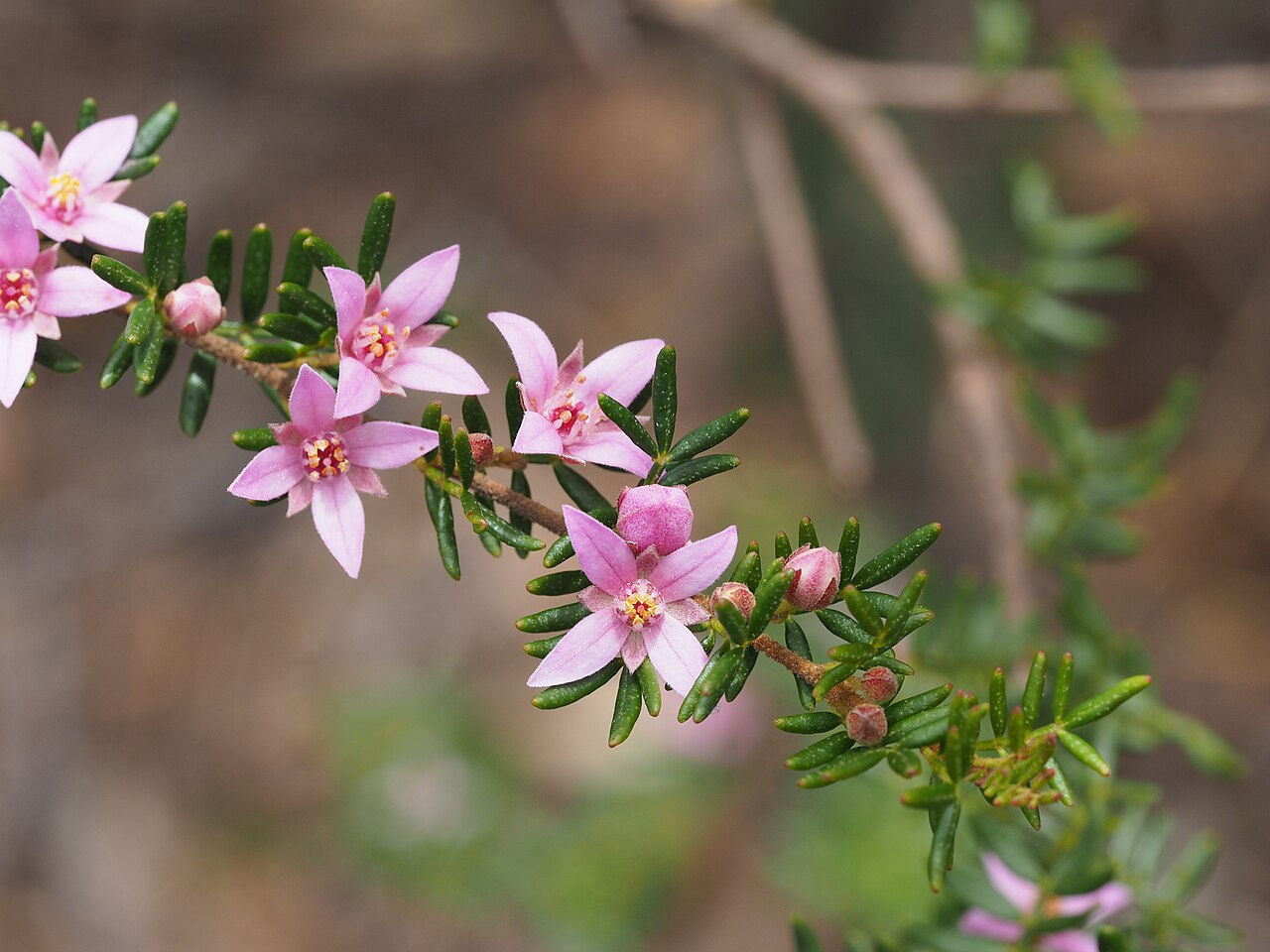 Boronia boliviensis