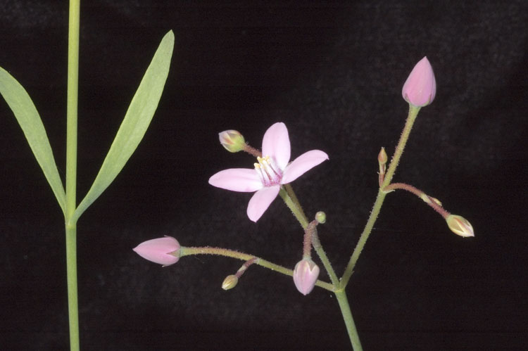 Boronia dichotoma