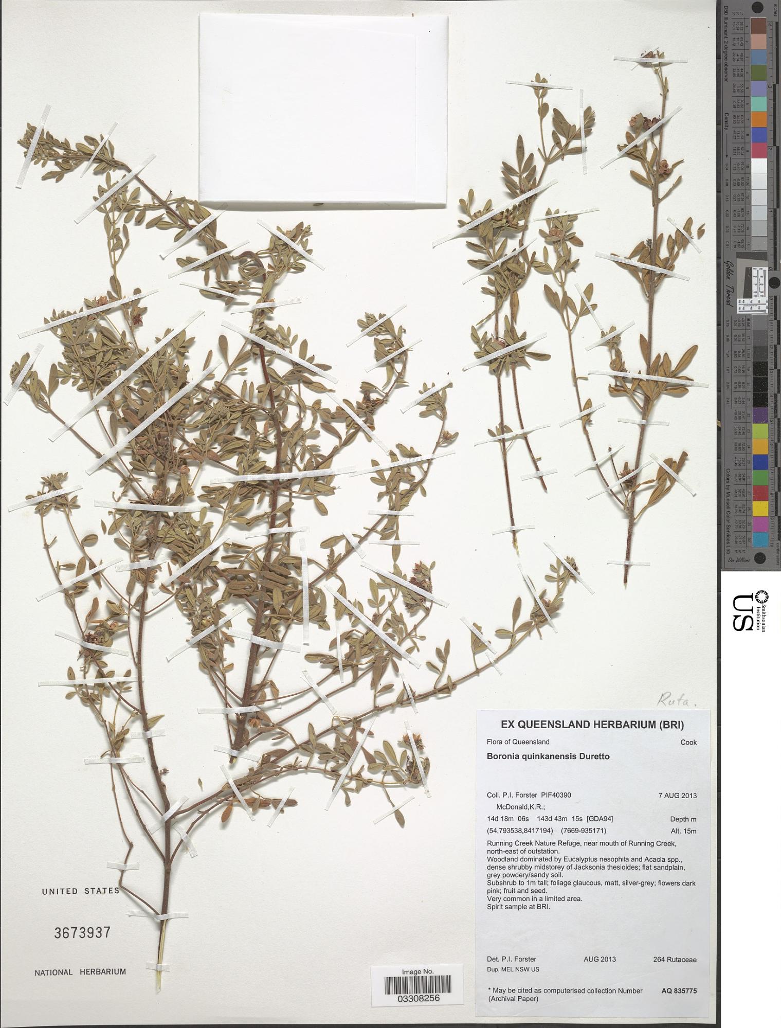 Boronia quinkanensis