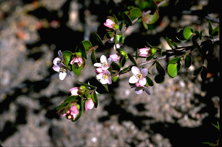 Boronia rhomboidea