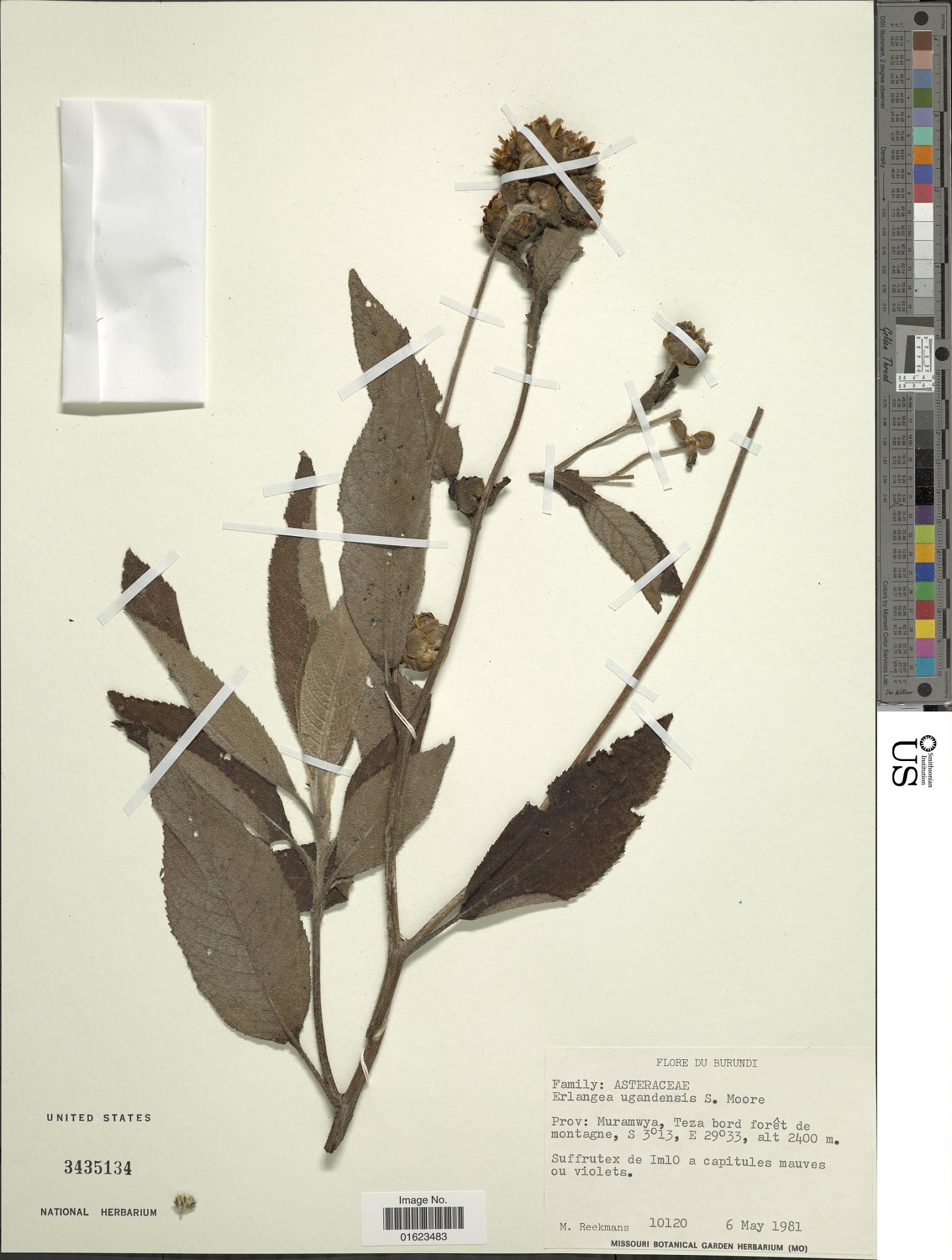 Bothriocline ugandensis