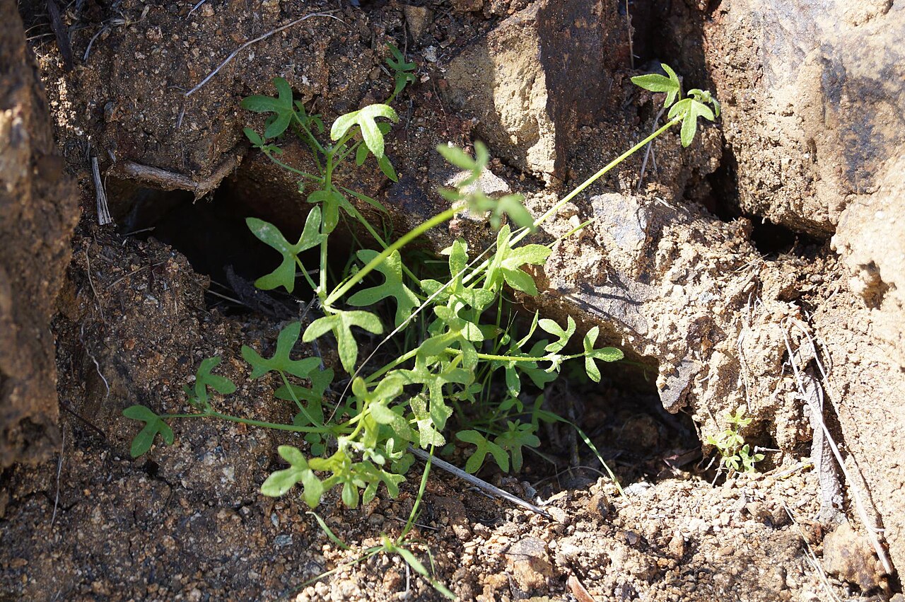 Bowlesia uncinata