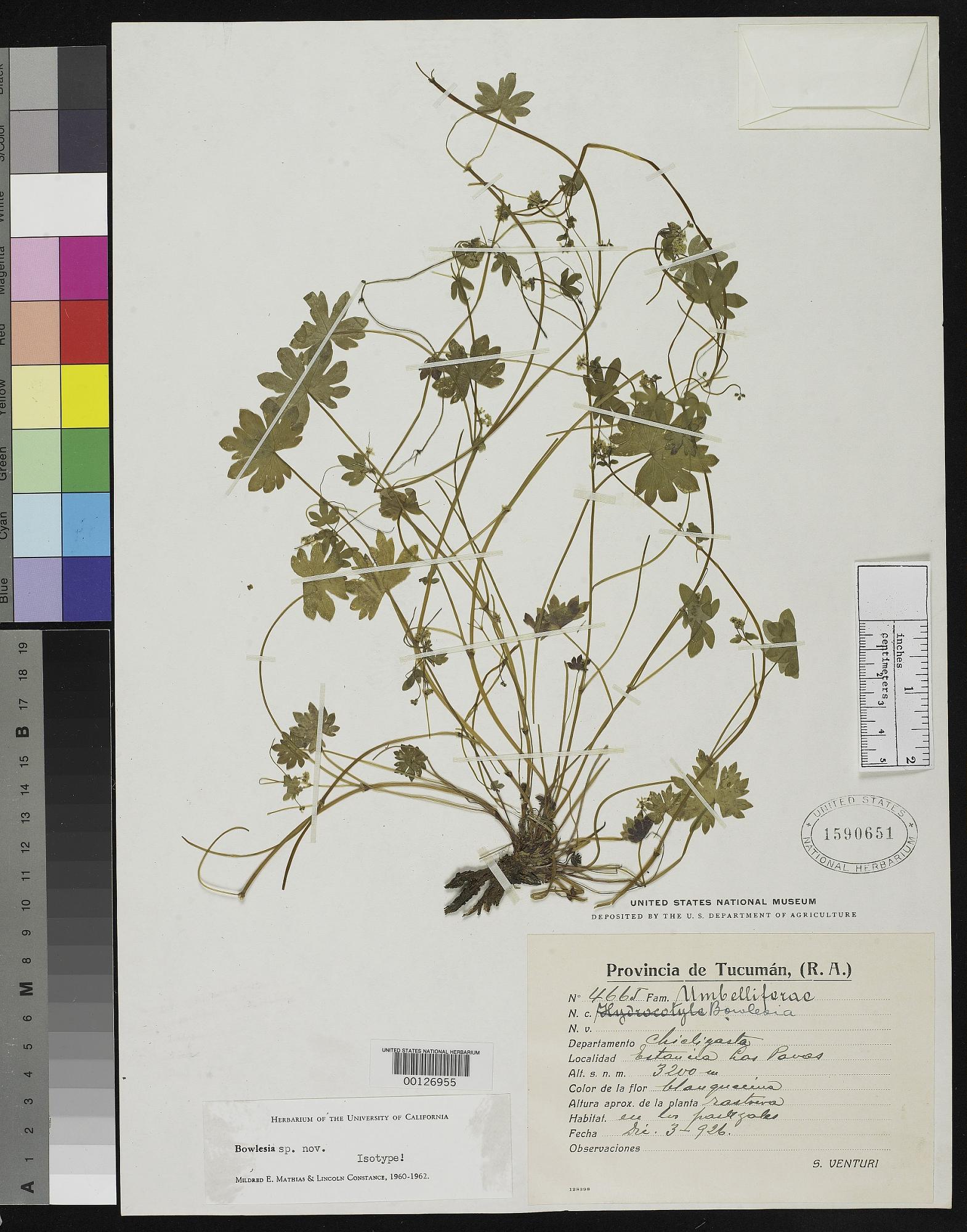 Bowlesia venturii