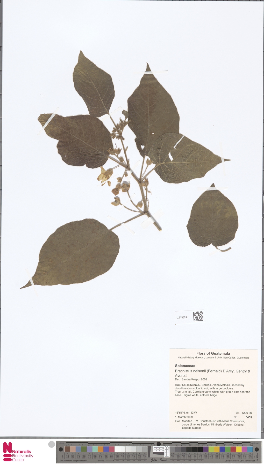 Brachistus nelsonii